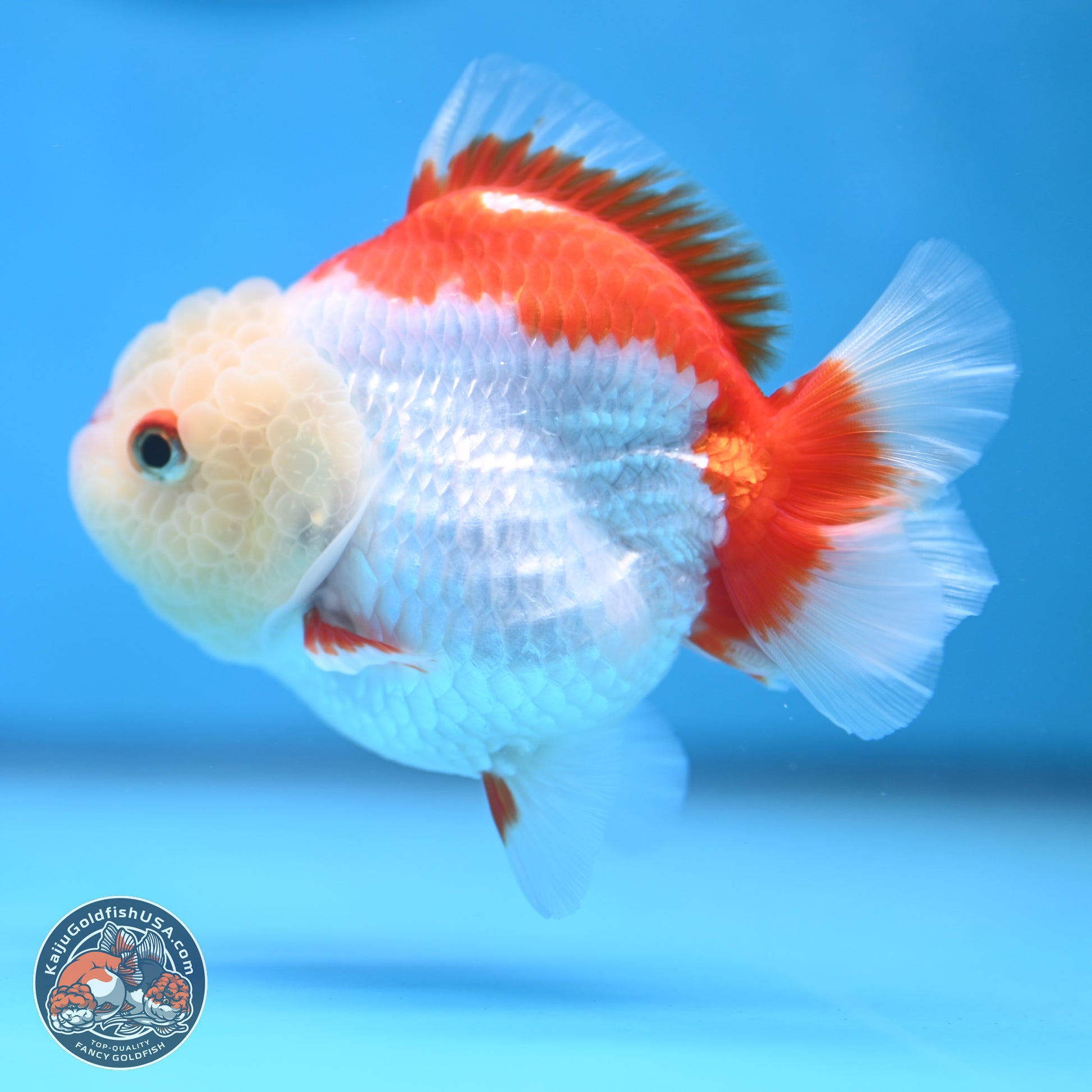 Red White YuanBao Oranda 3.25 inches Body - Female (250103_OR15) - Kaiju Goldfish USA