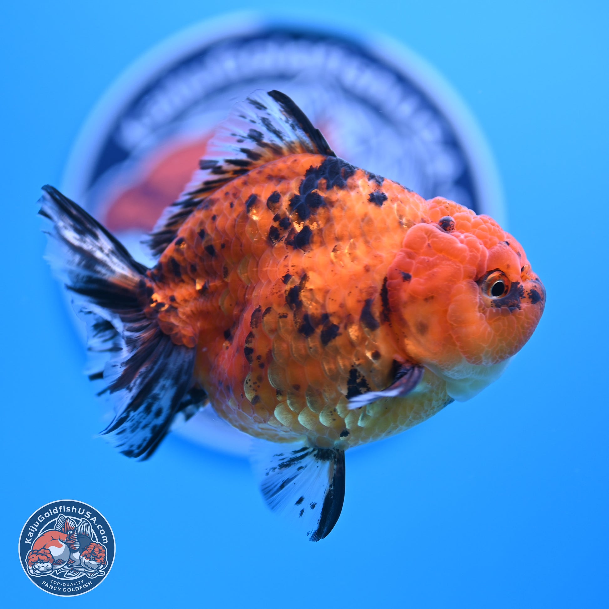 Shogun Tiger YuanBao Oranda 3.5in Body (240802_OR15) - Kaiju Goldfish USA