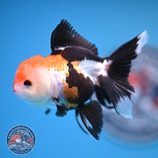 Tricolor Oranda 3.25 inches Body (250530_OR15)