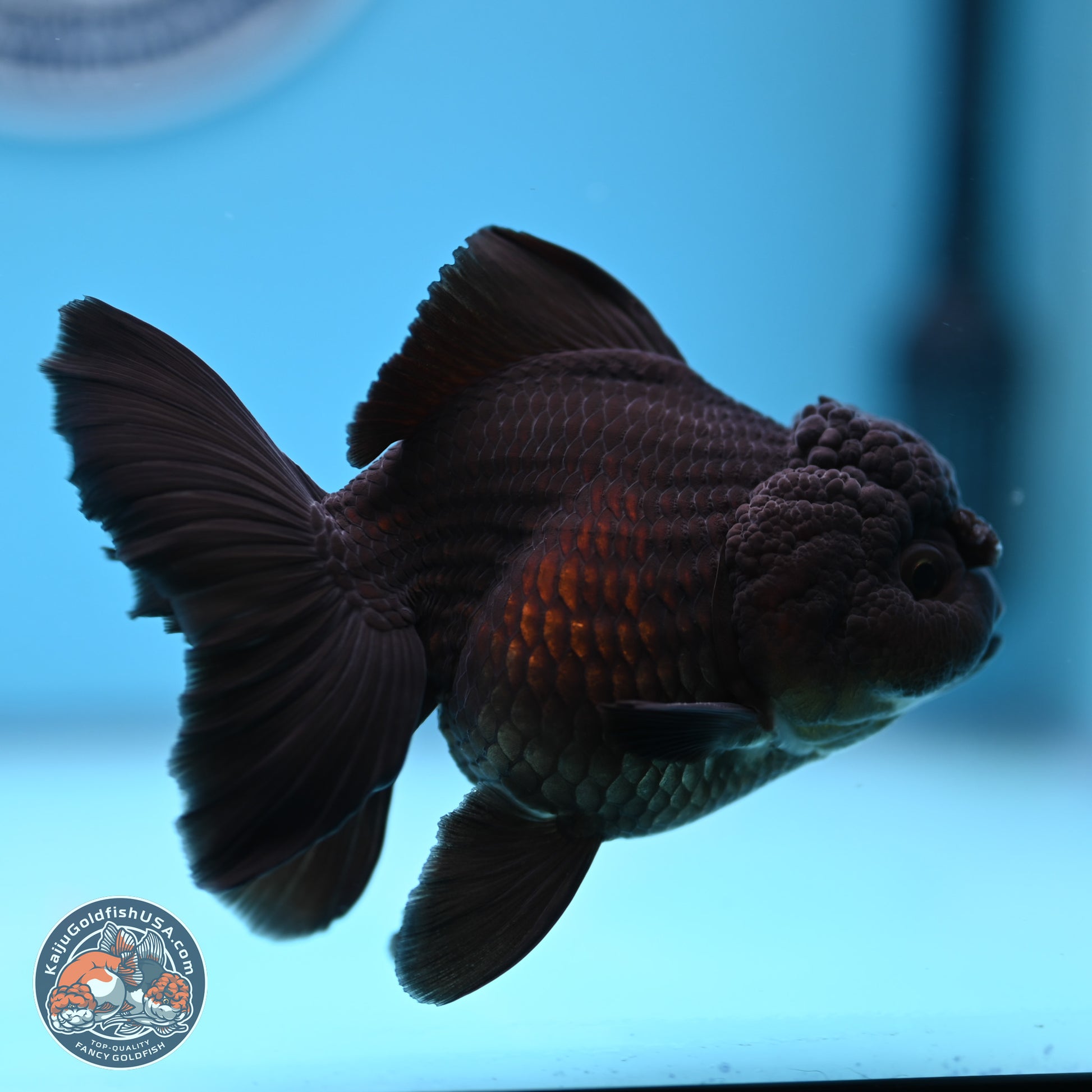 Black Rose Tail Oranda 3.5-5 inches (240913_OR15) - Kaiju Goldfish USA