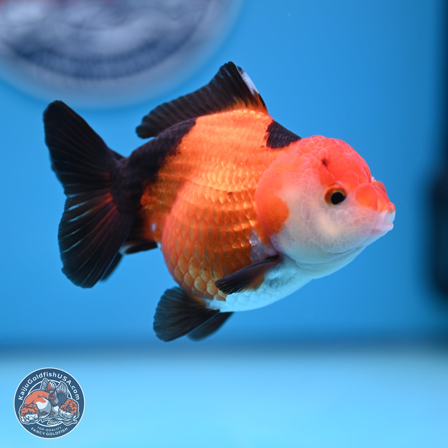 Tricolor Oranda 3.5-4 inches (241004_OR15) - Kaiju Goldfish USA