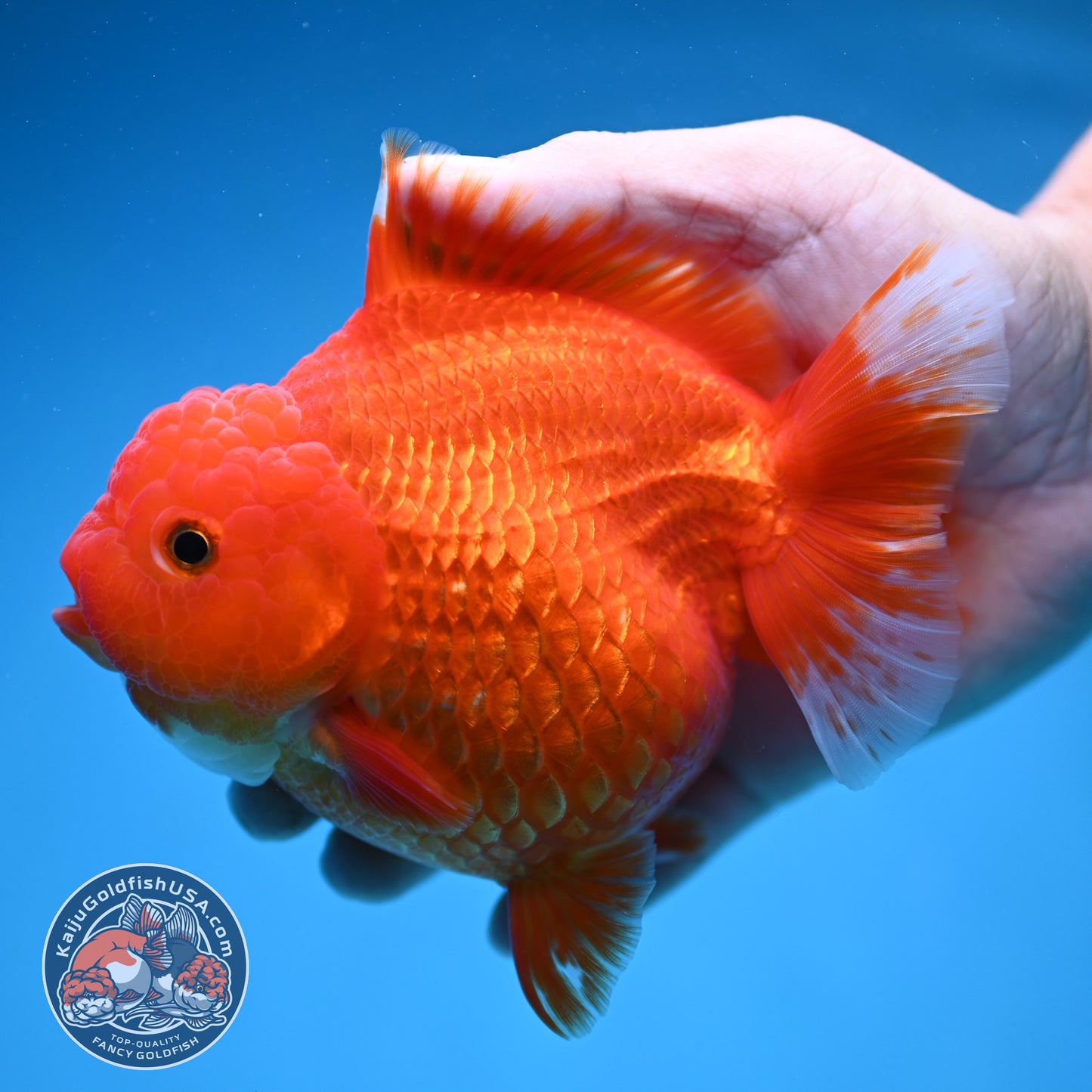 Classic Red Oranda 4.5 inch Body (250912_OR15)