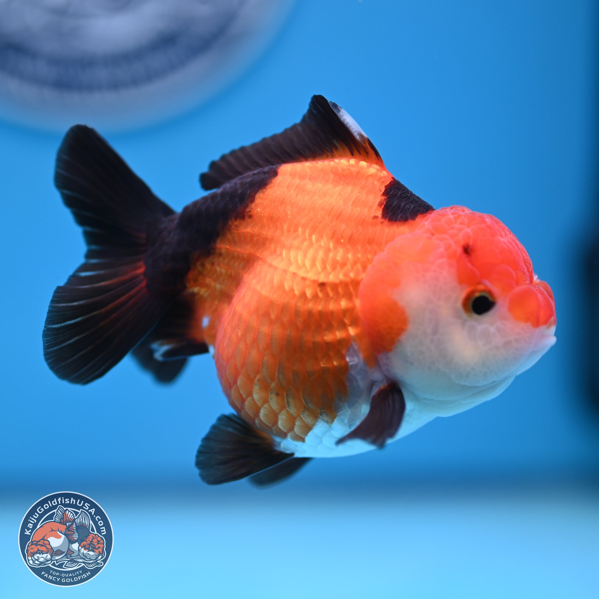 Tricolor Oranda 3.5-4 inches (241004_OR15) - Kaiju Goldfish USA