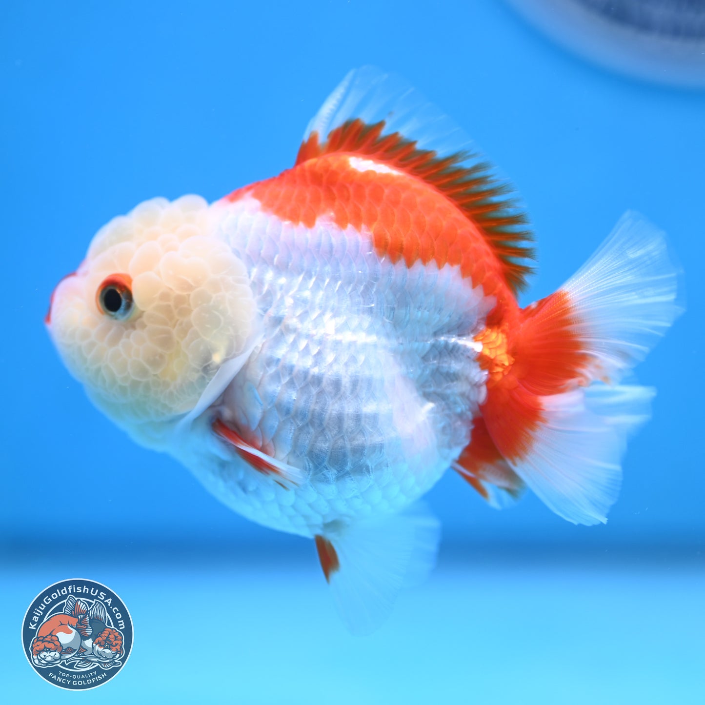 Red White YuanBao Oranda 3.25 inches Body - Female (250103_OR15) - Kaiju Goldfish USA