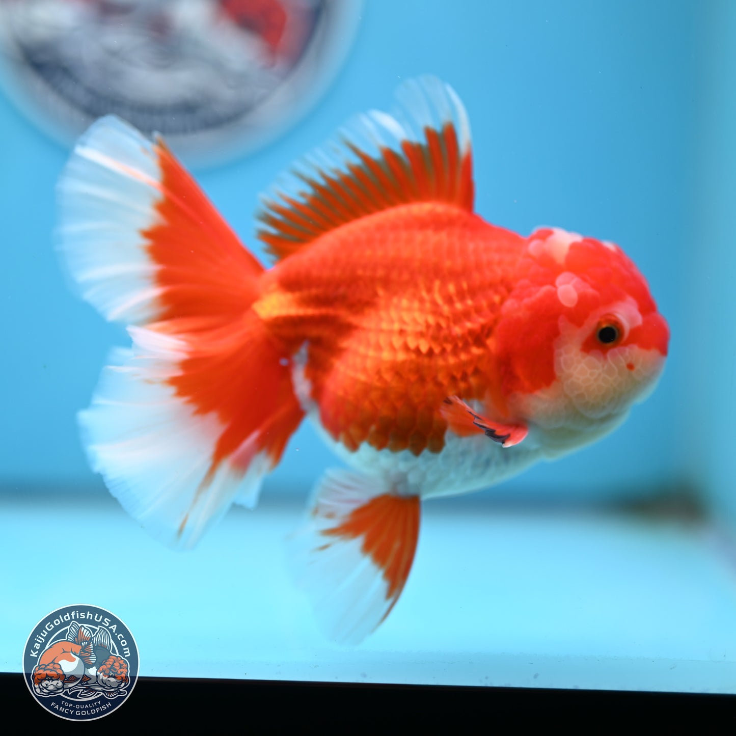 Red White Orchid Tail Oranda 4 inches Body - Female (250214_OR15)