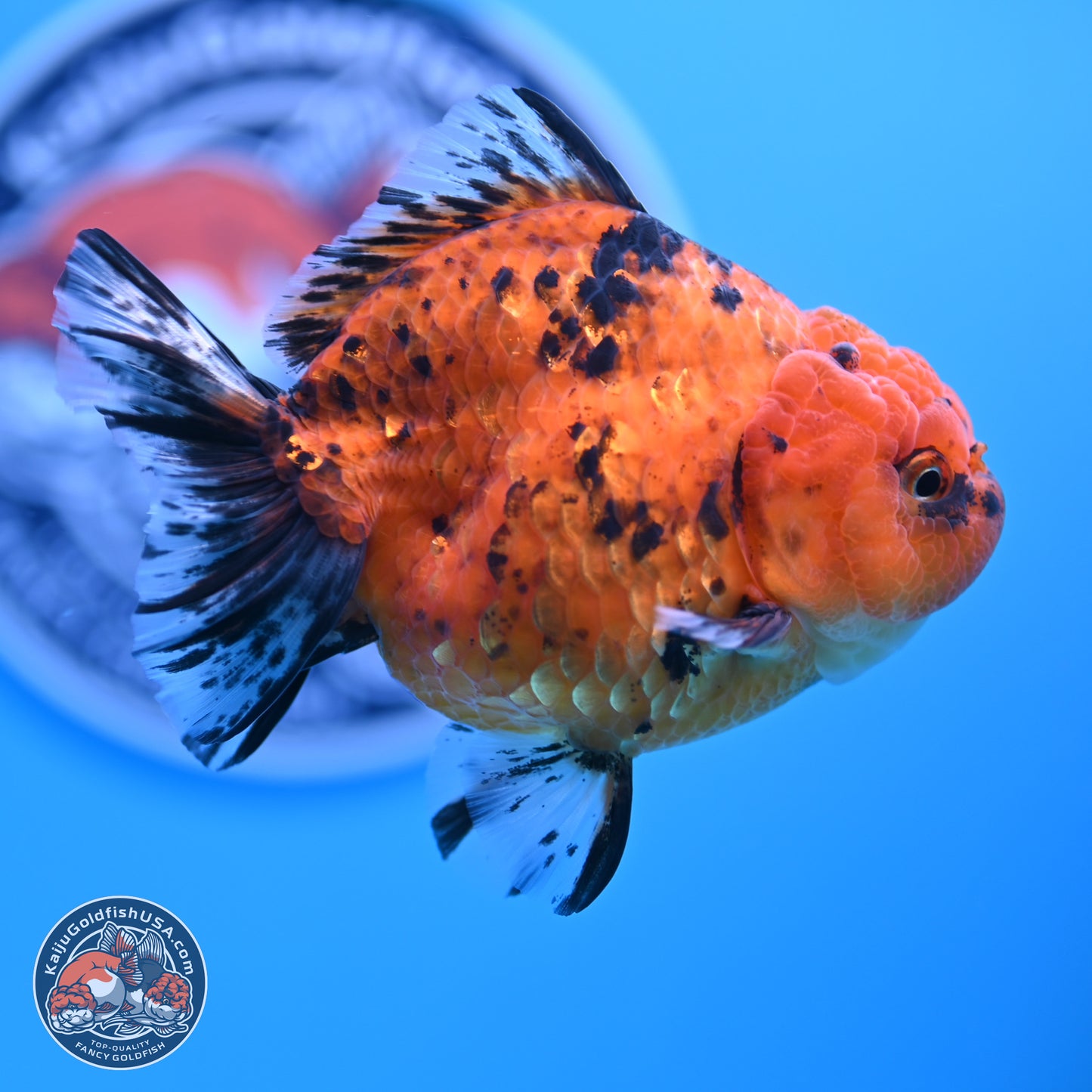 Shogun Tiger YuanBao Oranda 3.5in Body (240802_OR15) - Kaiju Goldfish USA