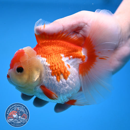 Red White Rose Tail Oranda 4 inch Body (251003_OR15)