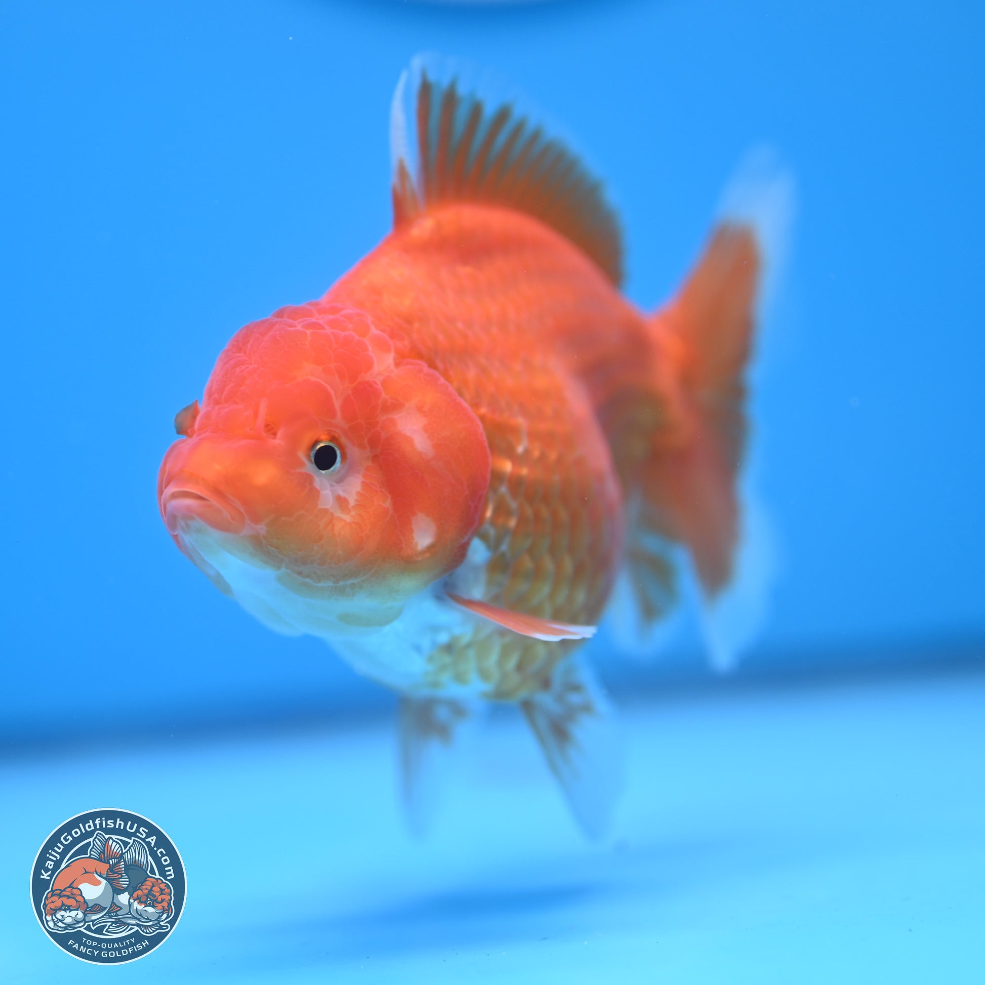 Classic Red YuanBao Oranda 4.5 inches - Female (241122_OR15) - Kaiju Goldfish USA