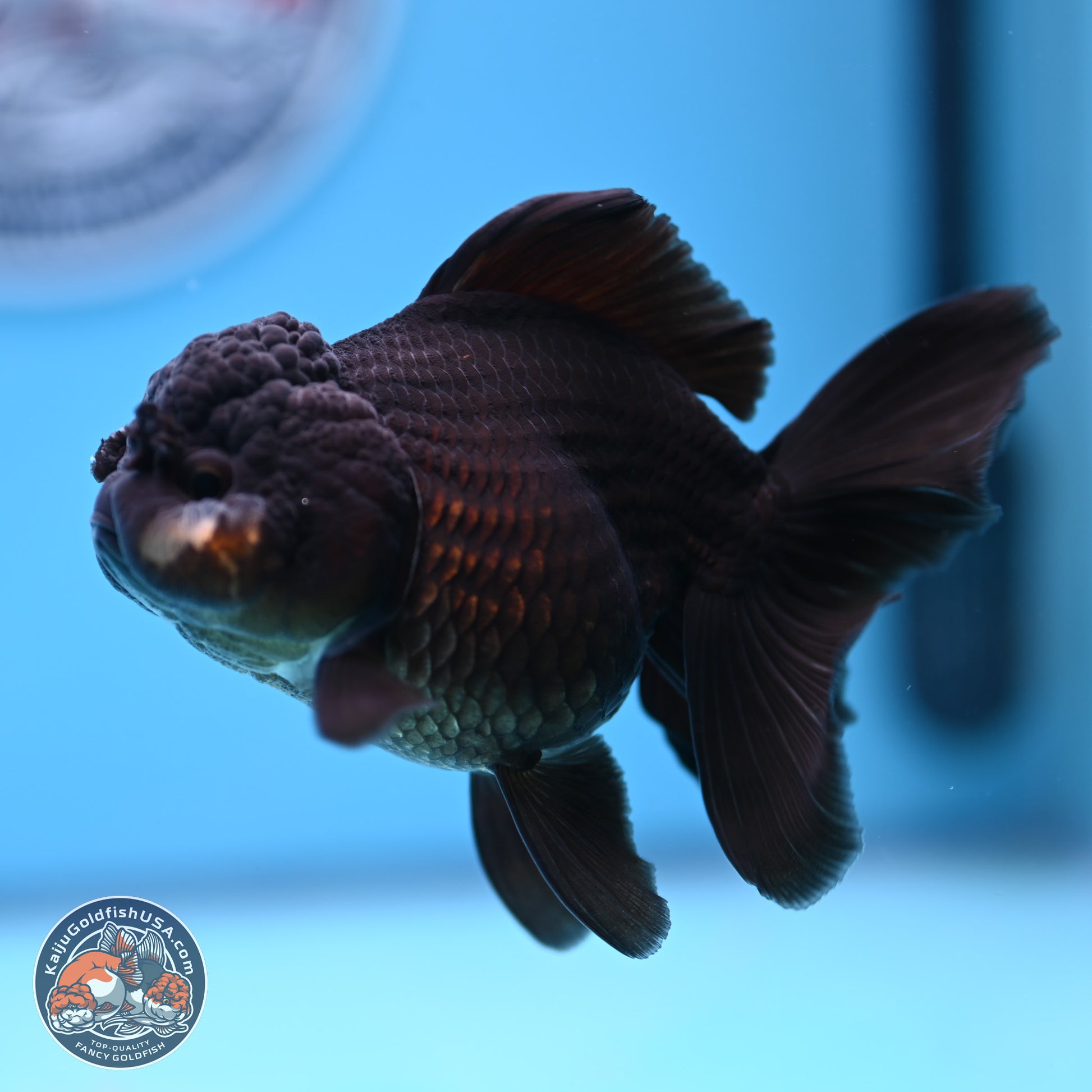 Black Rose Tail Oranda 3.5-5 inches (240913_OR15) - Kaiju Goldfish USA