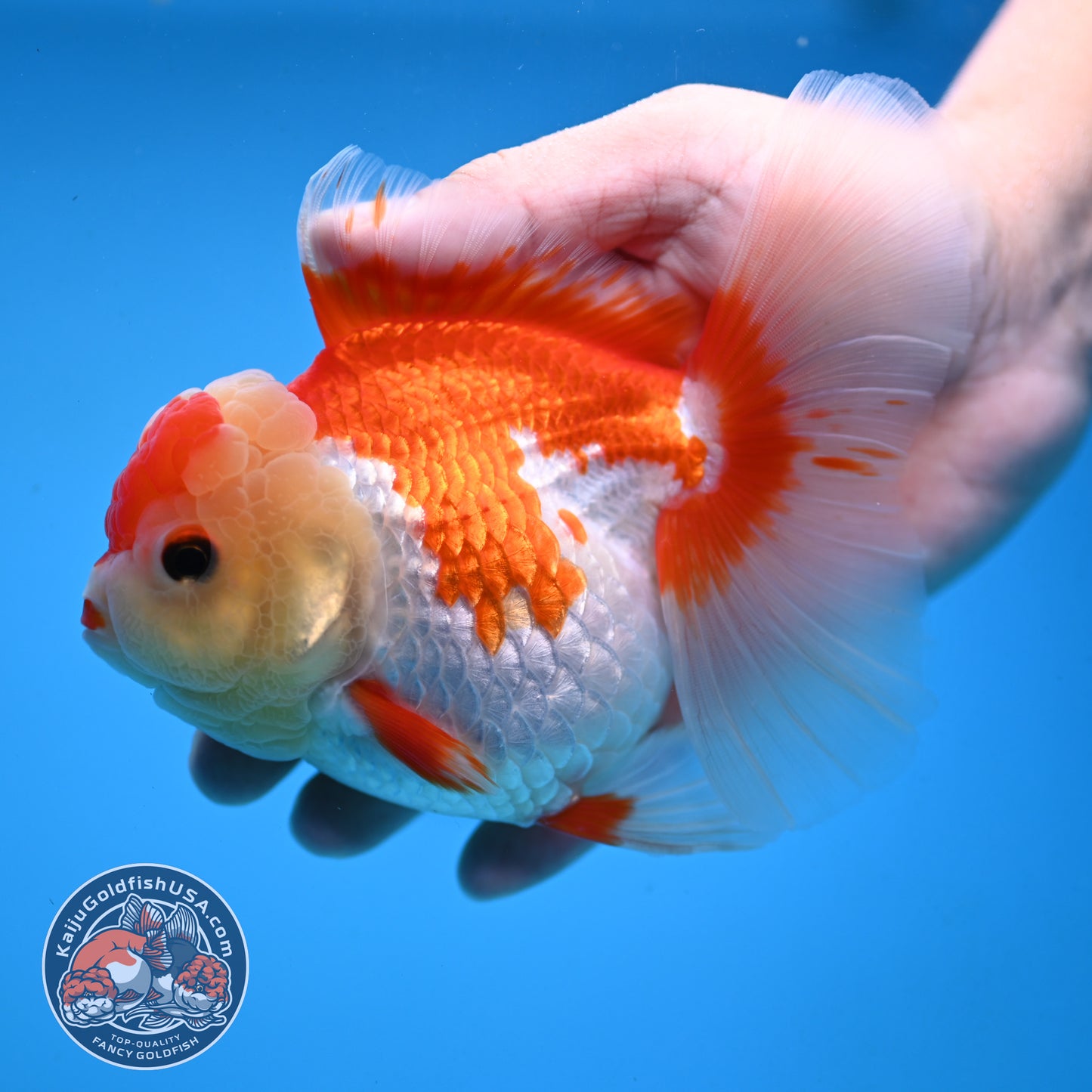Red White Rose Tail Oranda 4 inch Body (251003_OR15)