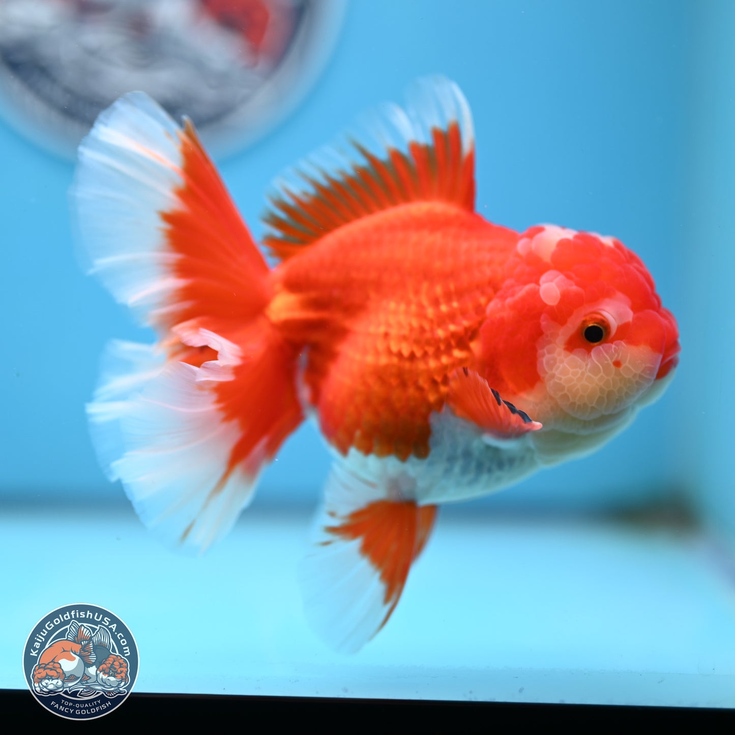 Red White Orchid Tail Oranda 4 inches Body - Female (250214_OR15)