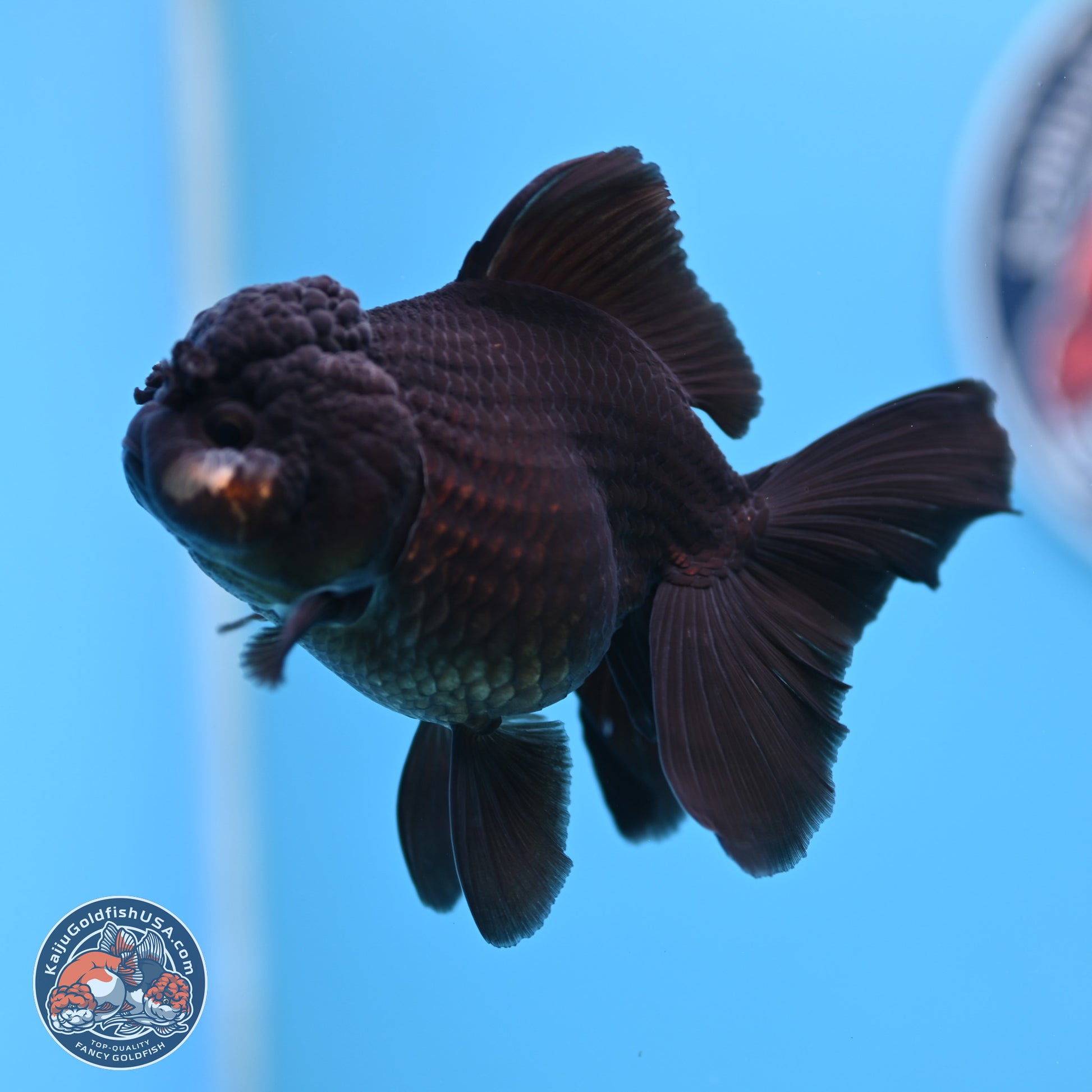 Black Rose Tail Oranda 3.5-5 inches (240913_OR15) - Kaiju Goldfish USA