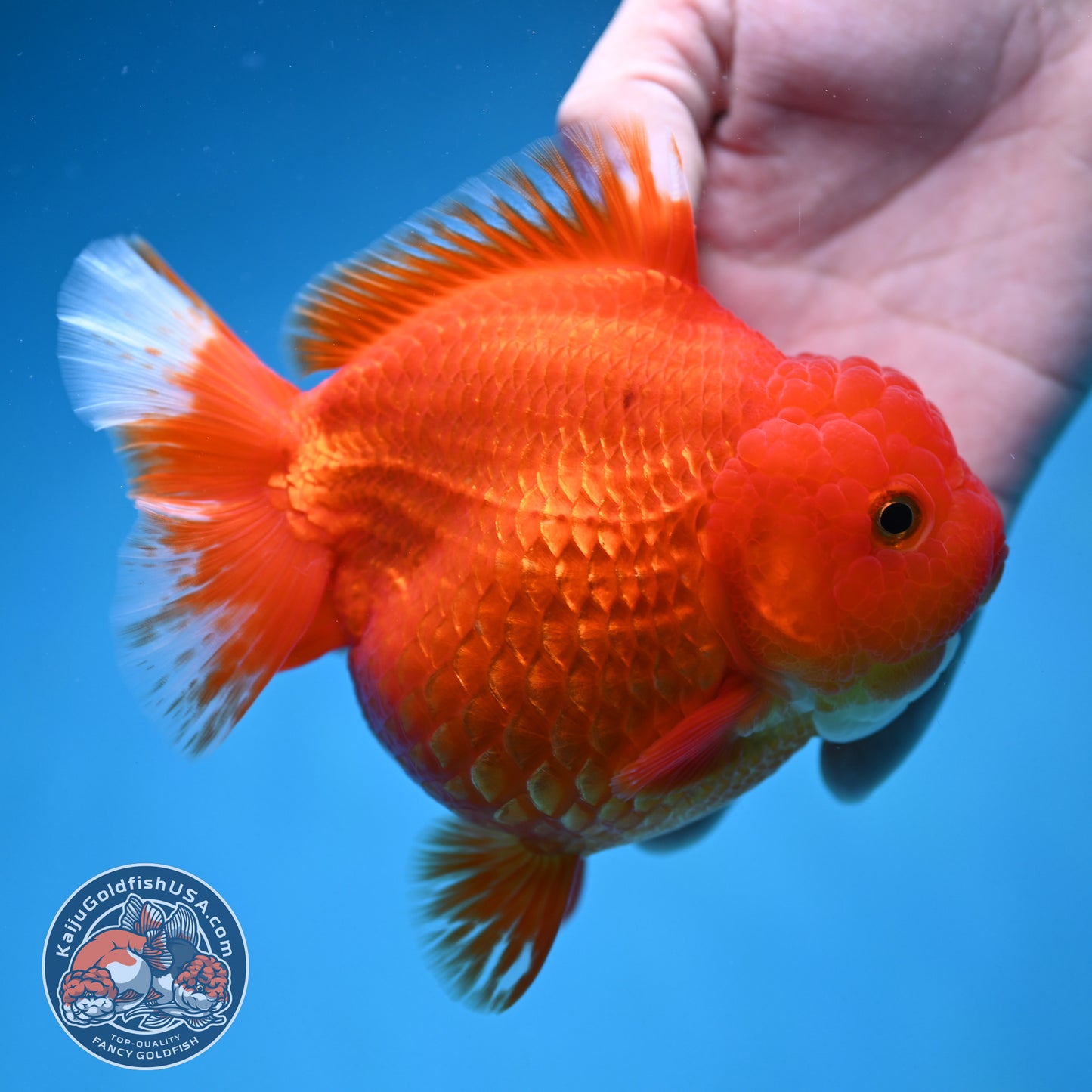 Classic Red Oranda 4.5 inch Body (250912_OR15)