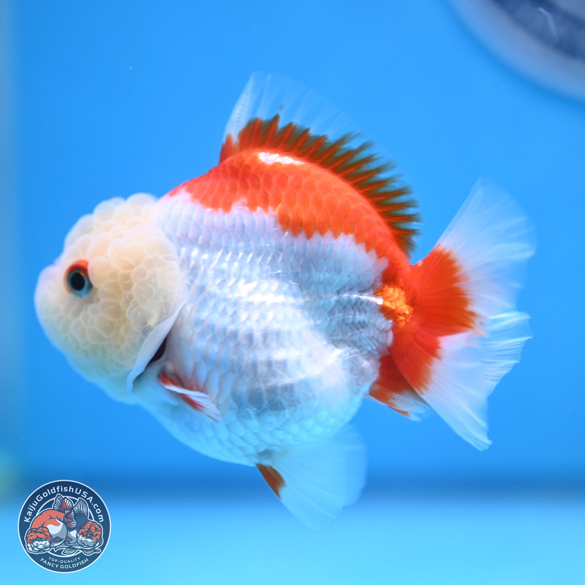 Red White YuanBao Oranda 3.25 inches Body - Female (250103_OR15) - Kaiju Goldfish USA