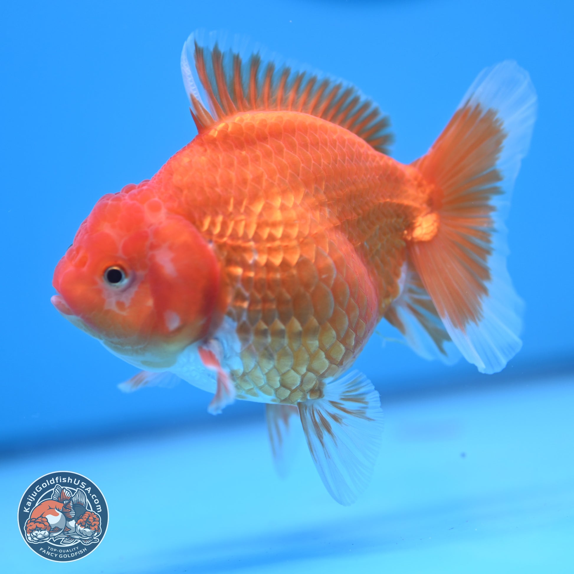 Classic Red YuanBao Oranda 4.5 inches - Female (241122_OR15) - Kaiju Goldfish USA