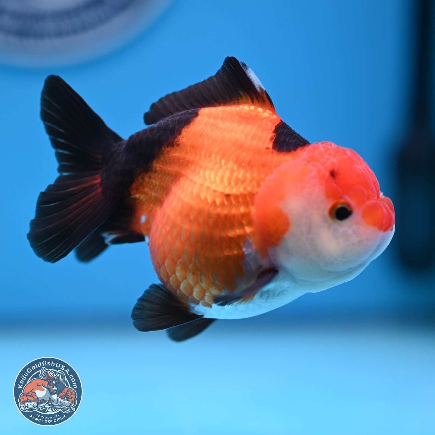 Tricolor Oranda 3.5-4 inches (241004_OR15) - Kaiju Goldfish USA