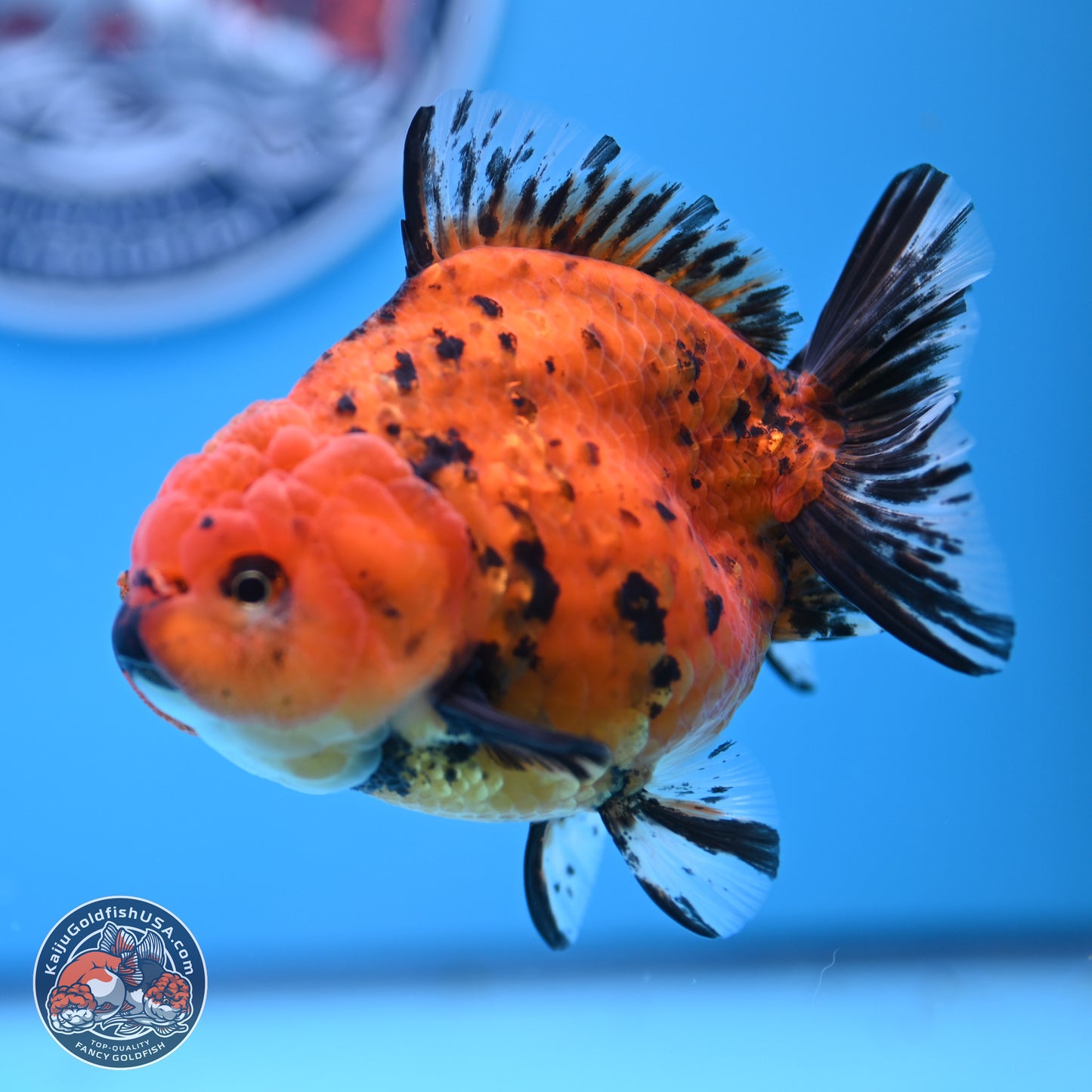 Shogun Tiger YuanBao Oranda 3.5in Body (240802_OR15) - Kaiju Goldfish USA