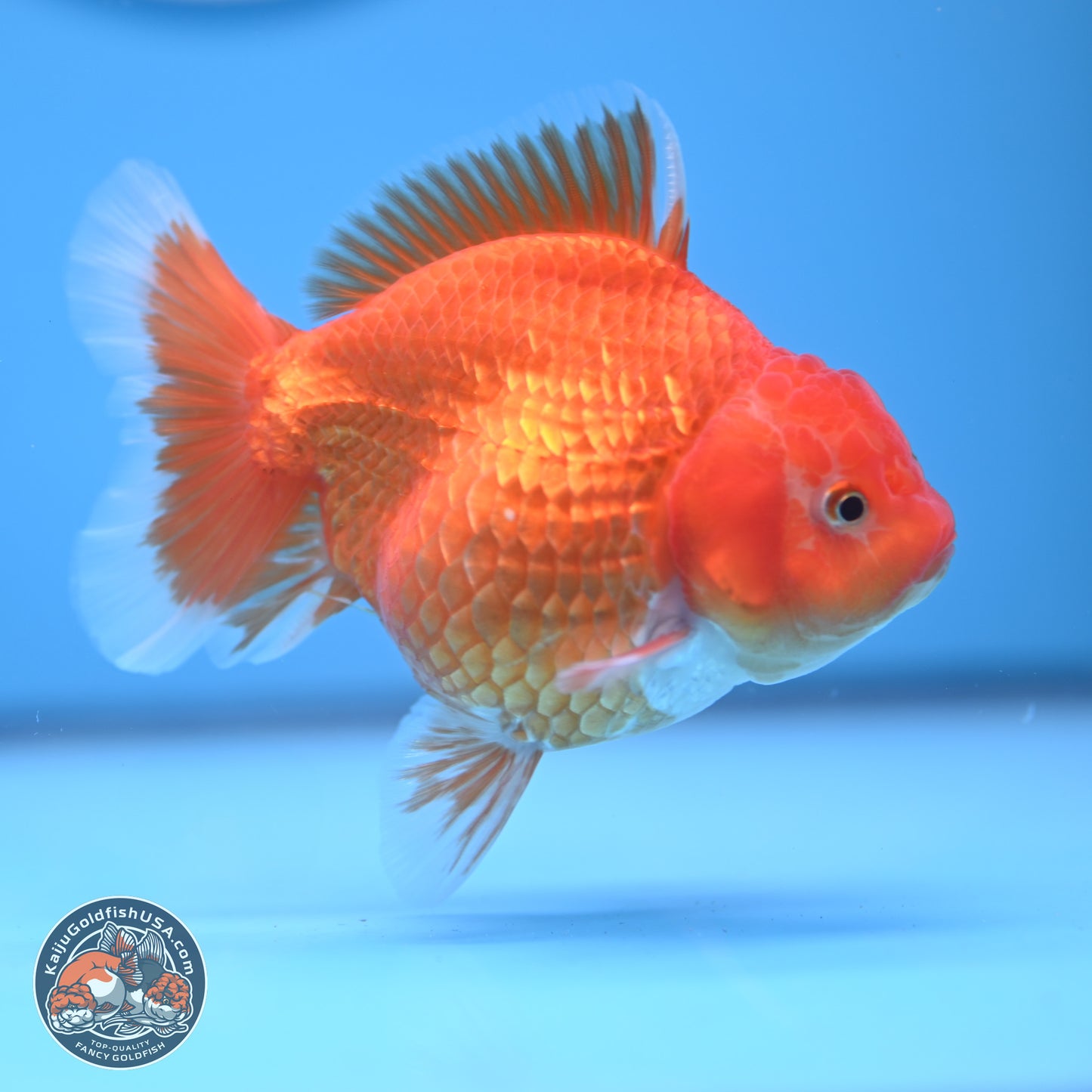 Classic Red YuanBao Oranda 4.5 inches - Female (241122_OR15) - Kaiju Goldfish USA