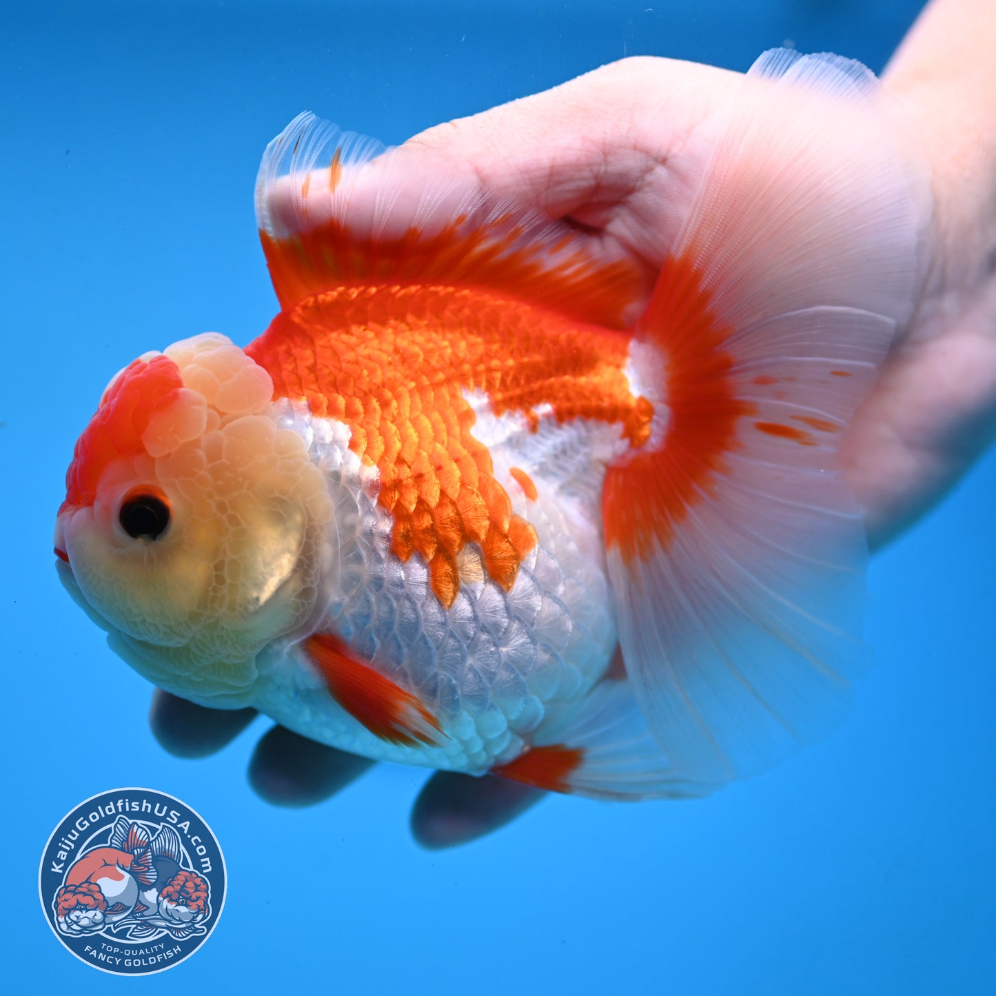 Red White Rose Tail Oranda 4 inch Body (251003_OR15)
