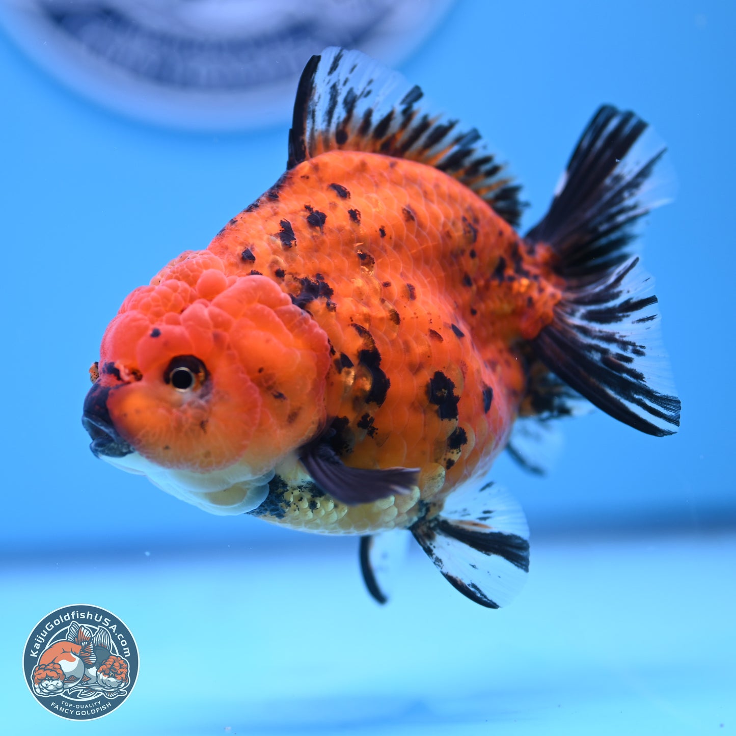 Shogun Tiger YuanBao Oranda 3.5in Body (240802_OR15) - Kaiju Goldfish USA