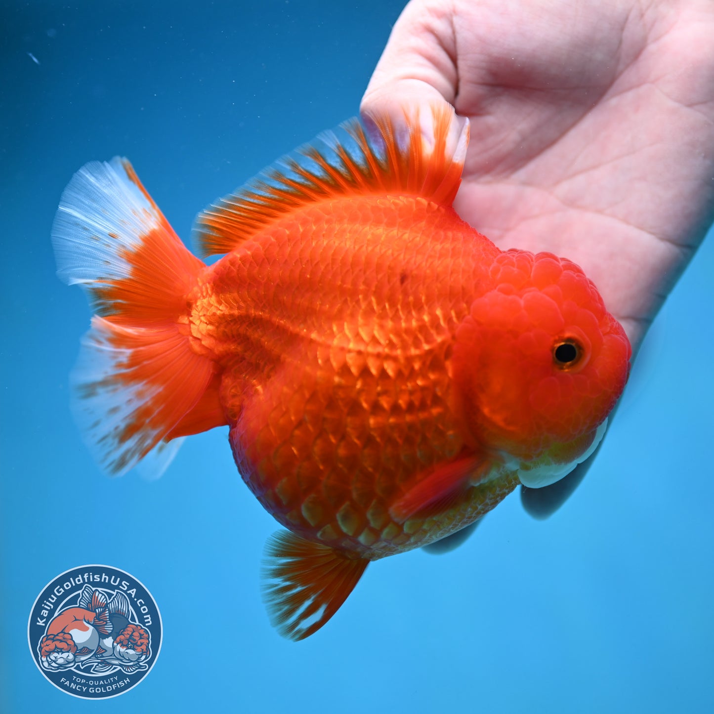 Classic Red Oranda 4.5 inch Body (250912_OR15)