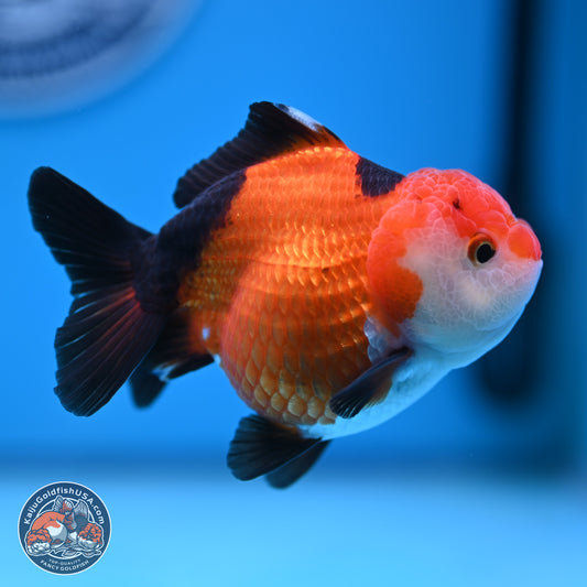 Tricolor Oranda 3.5-4 inches (241004_OR15) - Kaiju Goldfish USA