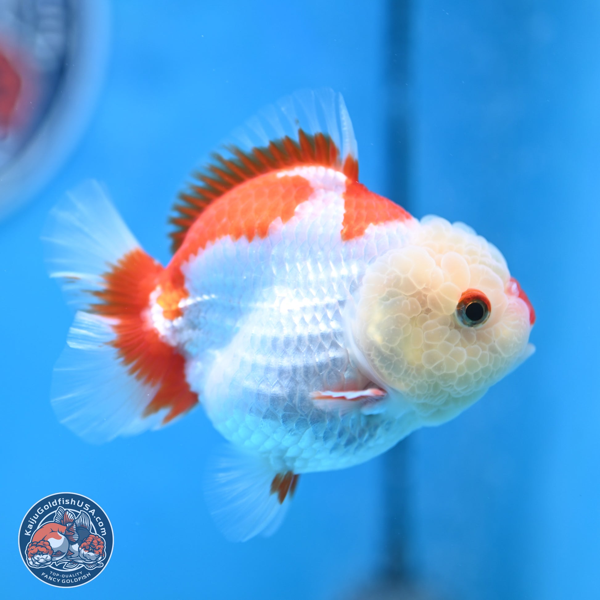 Red White YuanBao Oranda 3.25 inches Body - Female (250103_OR15) - Kaiju Goldfish USA