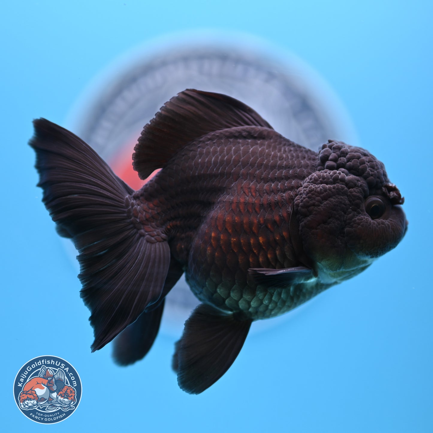 Black Rose Tail Oranda 3.5-5 inches (240913_OR15) - Kaiju Goldfish USA