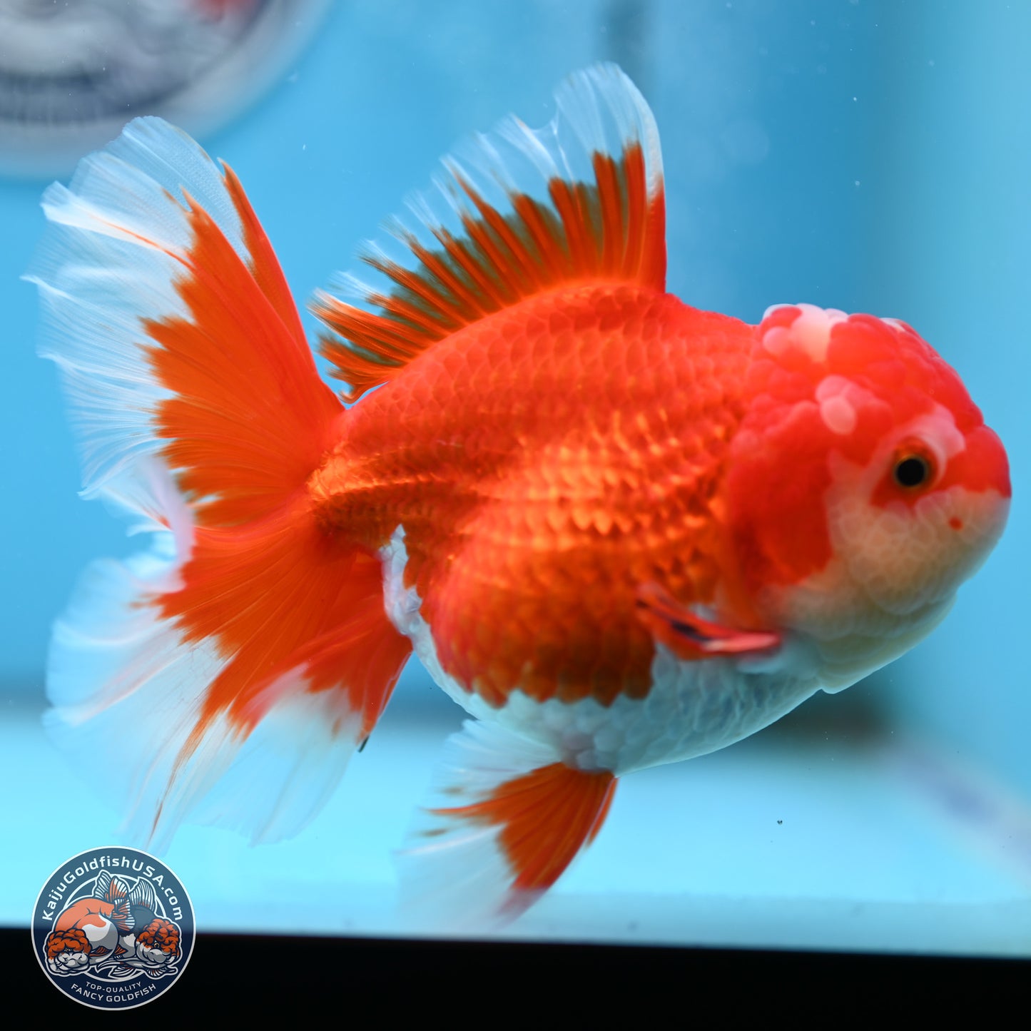 Red White Orchid Tail Oranda 4 inches Body - Female (250214_OR15)