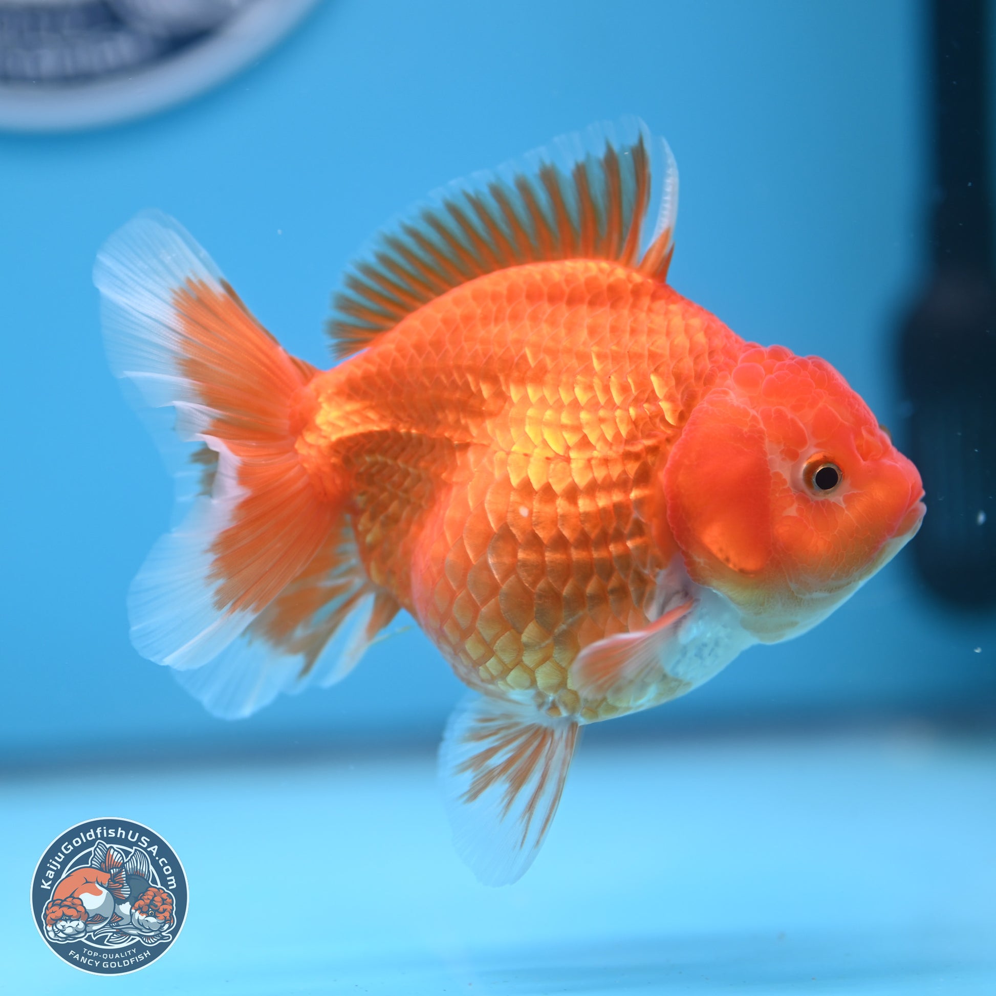 Classic Red YuanBao Oranda 4.5 inches - Female (241122_OR15) - Kaiju Goldfish USA