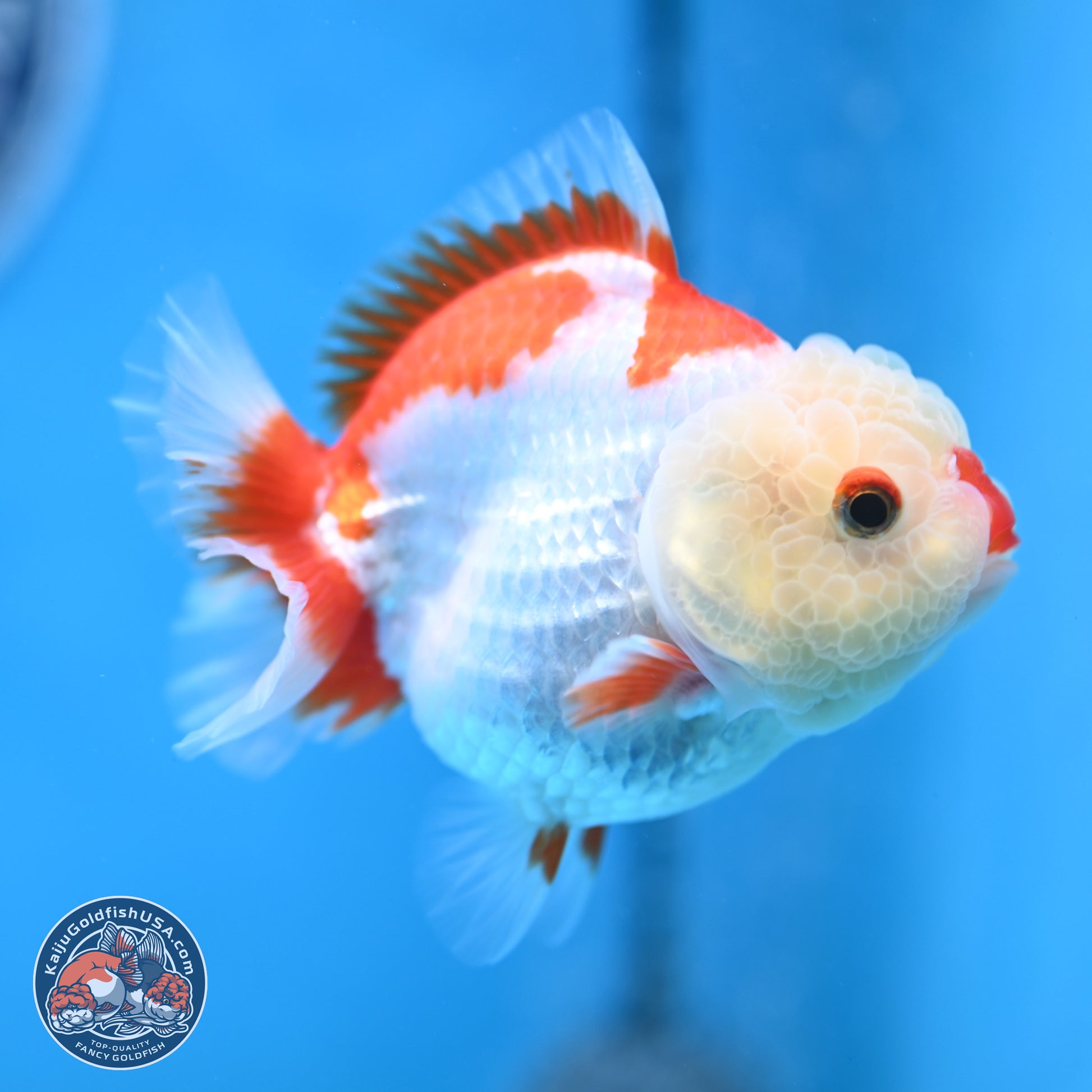 Red White YuanBao Oranda 3.25 inches Body - Female (250103_OR15) - Kaiju Goldfish USA