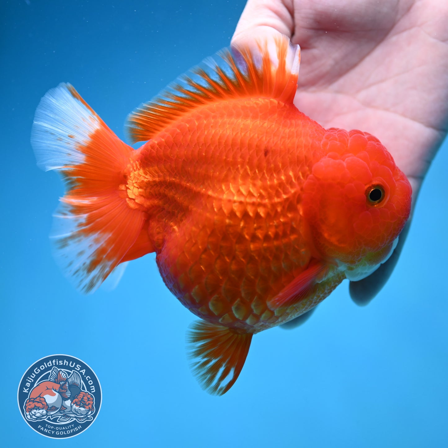 Classic Red Oranda 4.5 inch Body (250912_OR15)