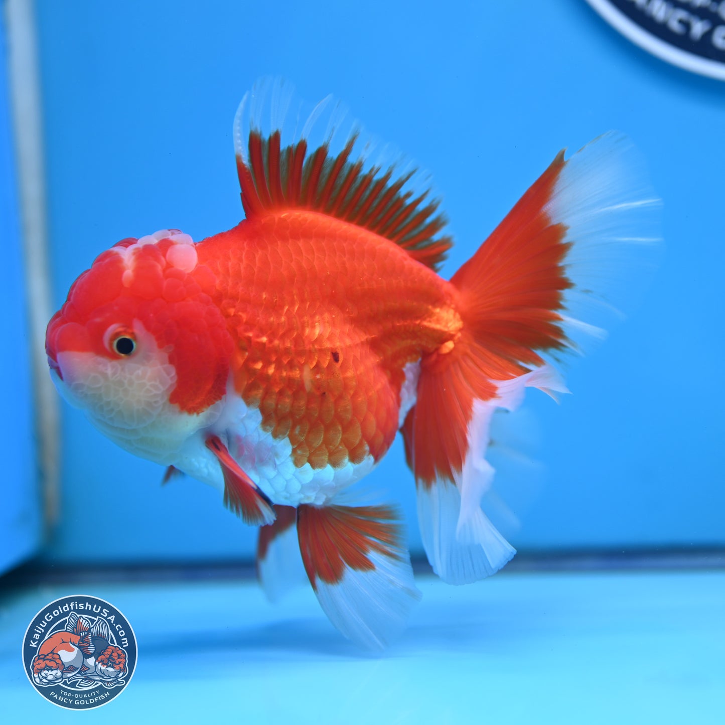 Red White Orchid Tail Oranda 4 inches Body - Female (250214_OR15)