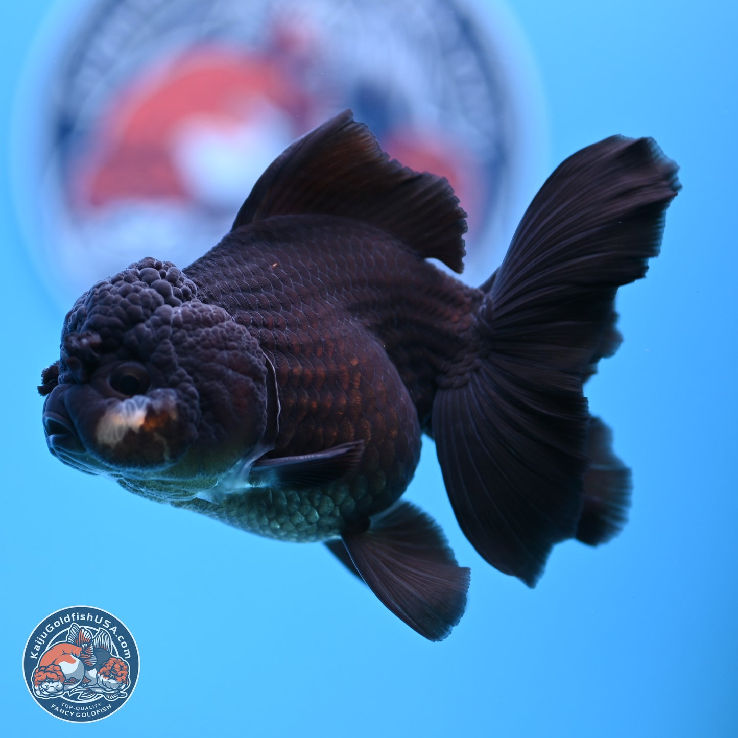 Black Rose Tail Oranda 3.5-5 inches (240913_OR15) - Kaiju Goldfish USA