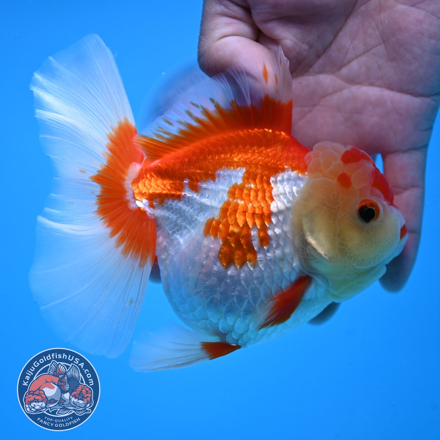Red White Rose Tail Oranda 4 inch Body (251003_OR15)
