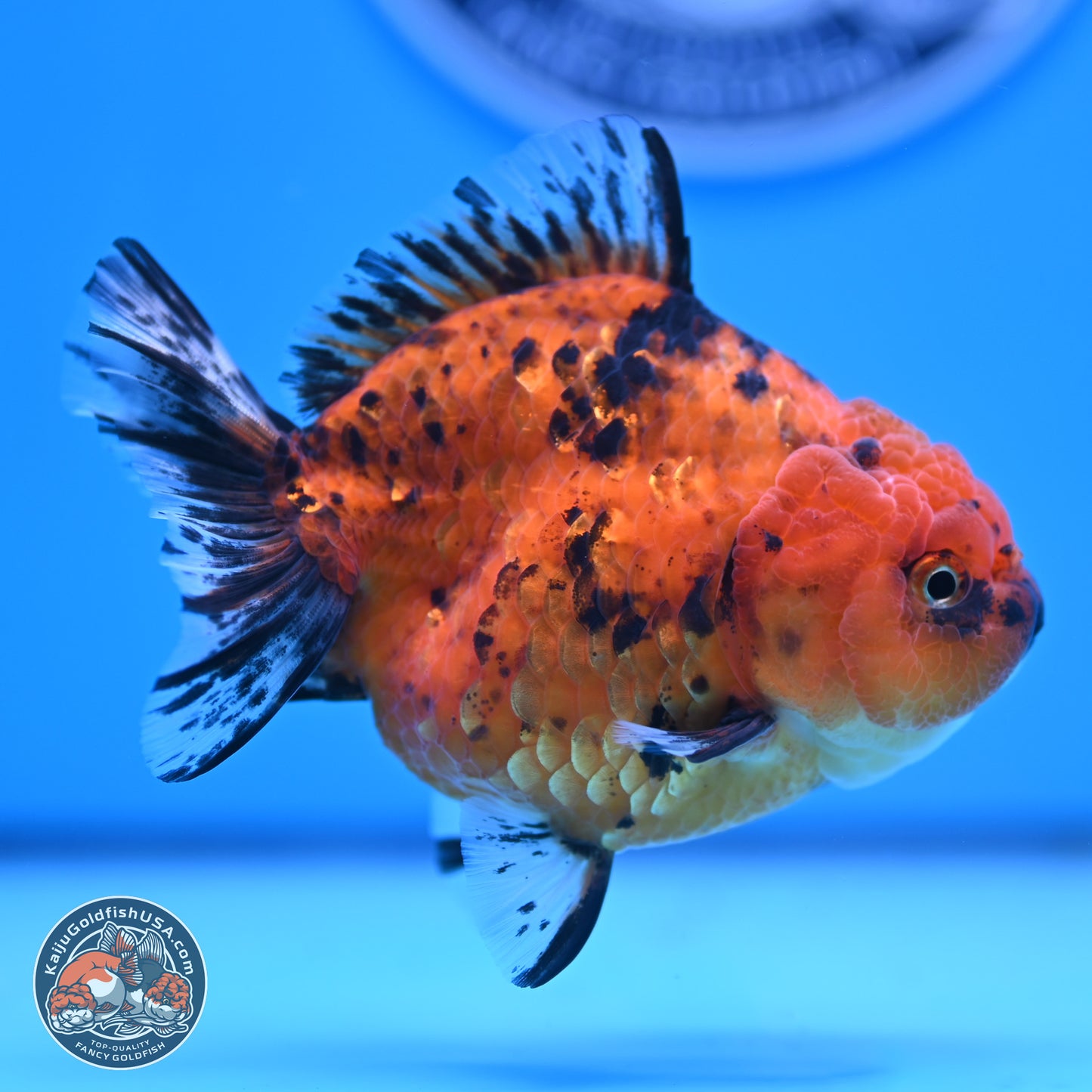 Shogun Tiger YuanBao Oranda 3.5in Body (240802_OR15) - Kaiju Goldfish USA