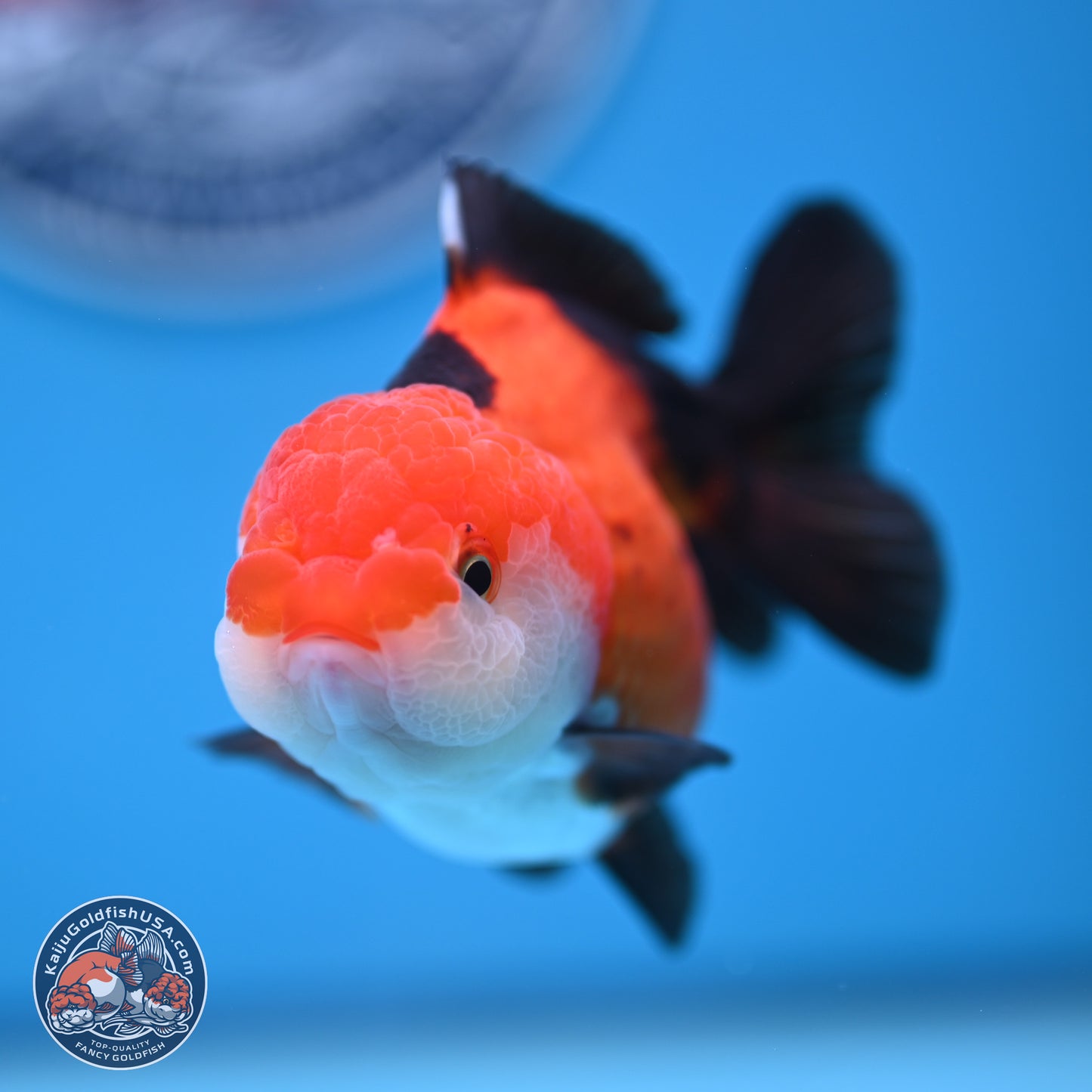 Tricolor Oranda 3.5-4 inches (241004_OR15) - Kaiju Goldfish USA