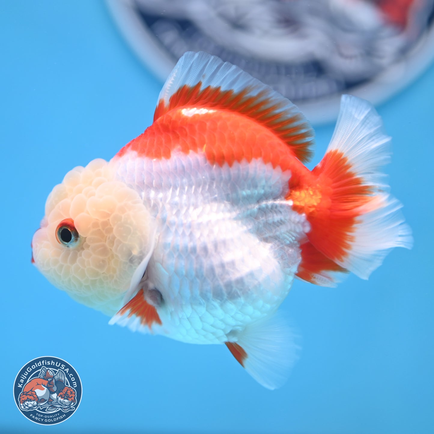 Red White YuanBao Oranda 3.25 inches Body - Female (250103_OR15) - Kaiju Goldfish USA