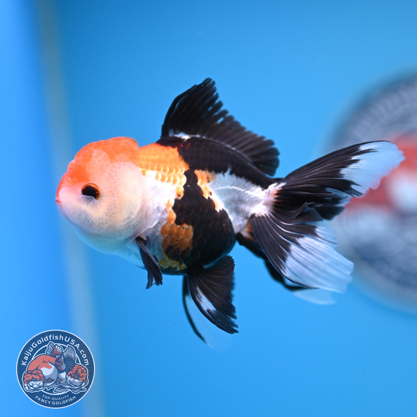 Tricolor Oranda 3.25 inches Body (250530_OR15)