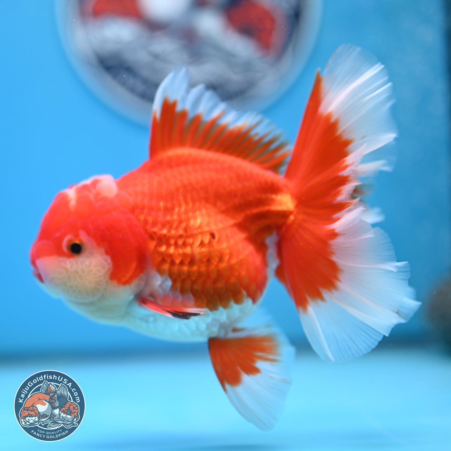 Red White Orchid Tail Oranda 4 inches Body - Female (250214_OR15)