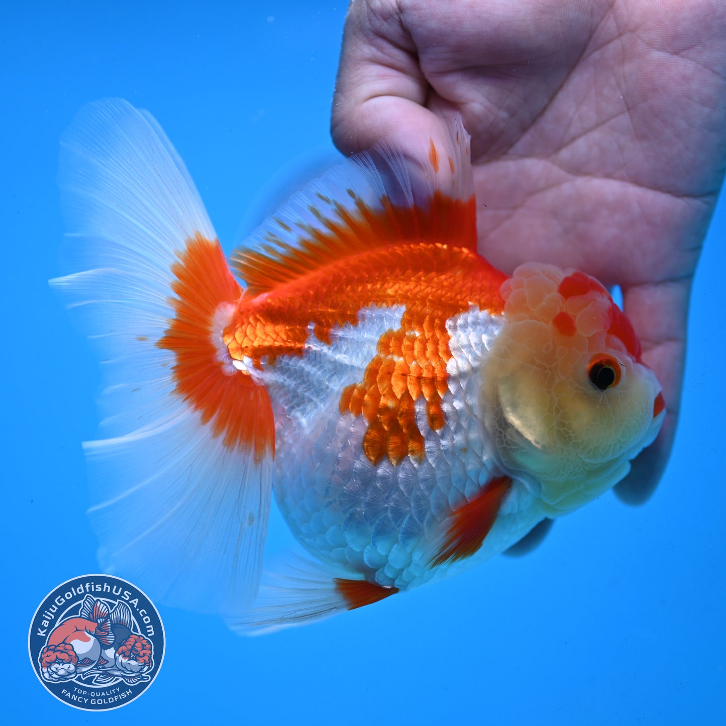 Red White Rose Tail Oranda 4 inch Body (251003_OR15)