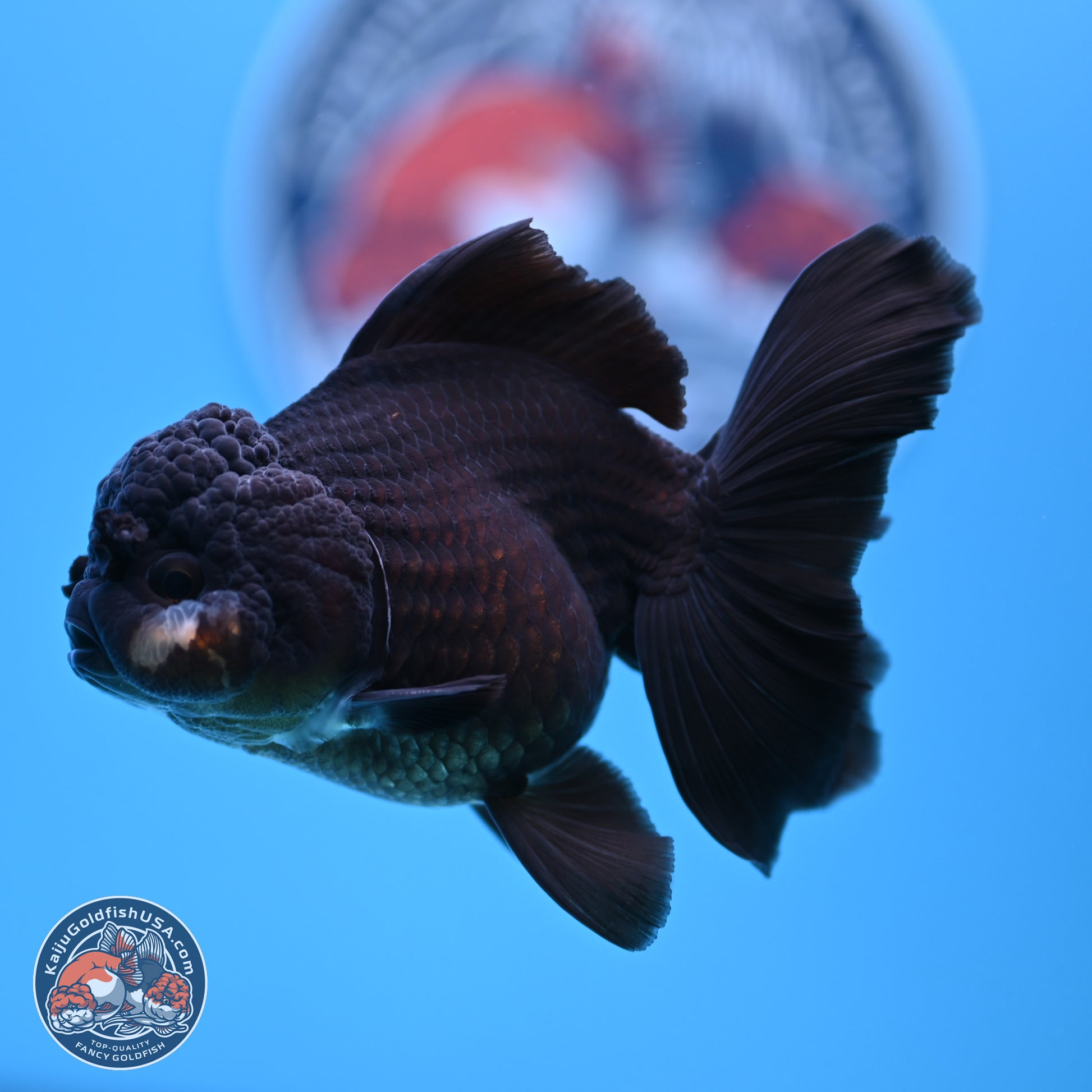 Black Rose Tail Oranda 3.5-5 inches (240913_OR15) - Kaiju Goldfish USA