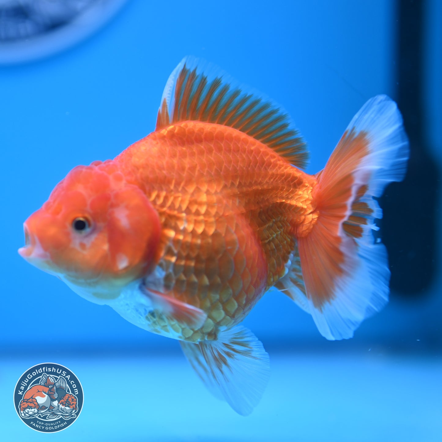 Classic Red YuanBao Oranda 4.5 inches - Female (241122_OR15) - Kaiju Goldfish USA