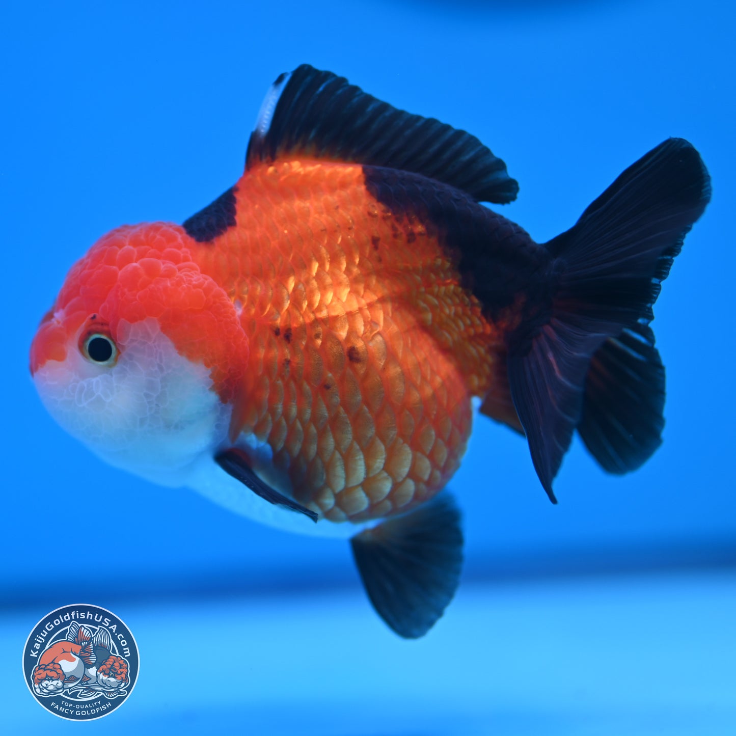 Tricolor Oranda 3.5-4 inches (241004_OR15) - Kaiju Goldfish USA