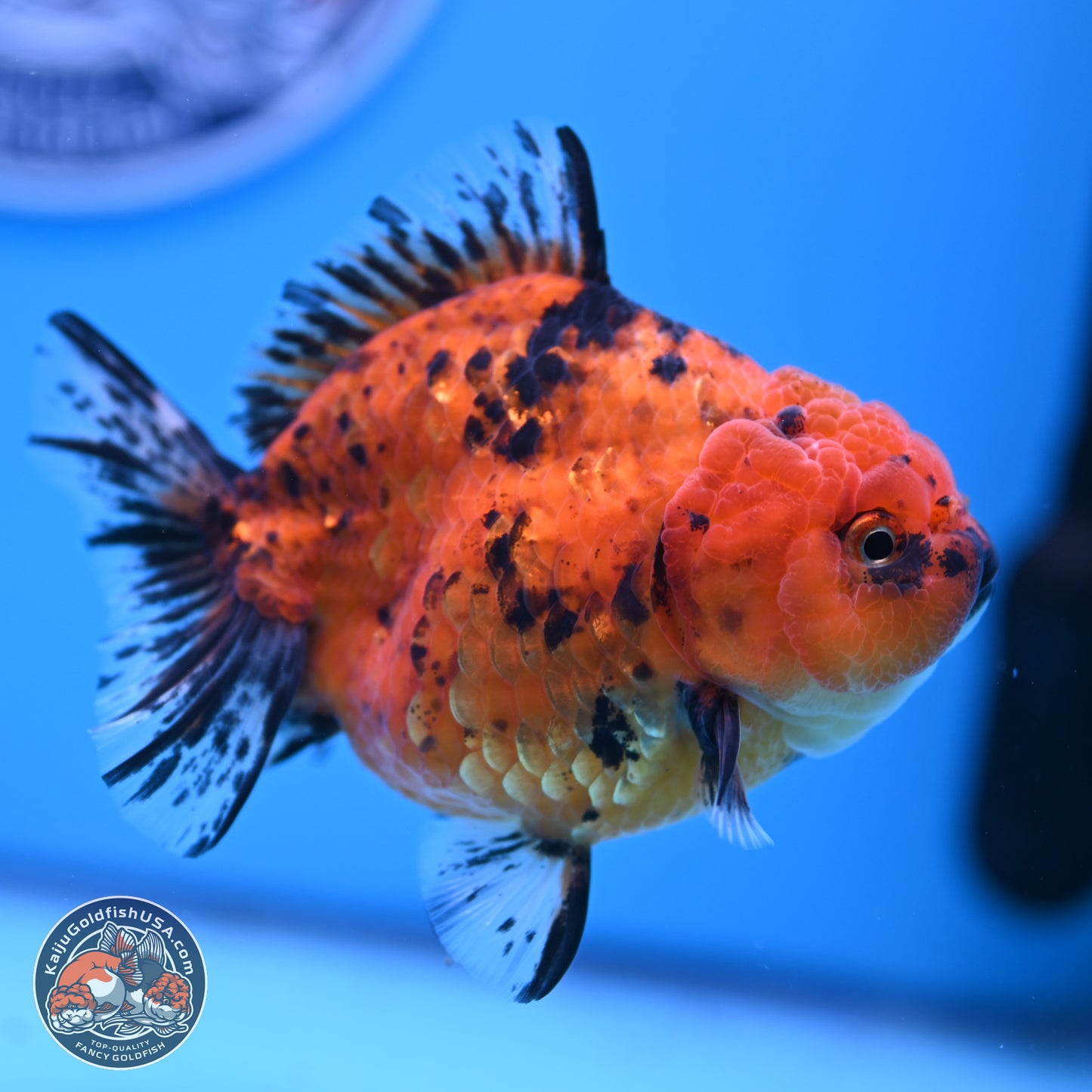 Shogun Tiger YuanBao Oranda 3.5in Body (240802_OR15) - Kaiju Goldfish USA