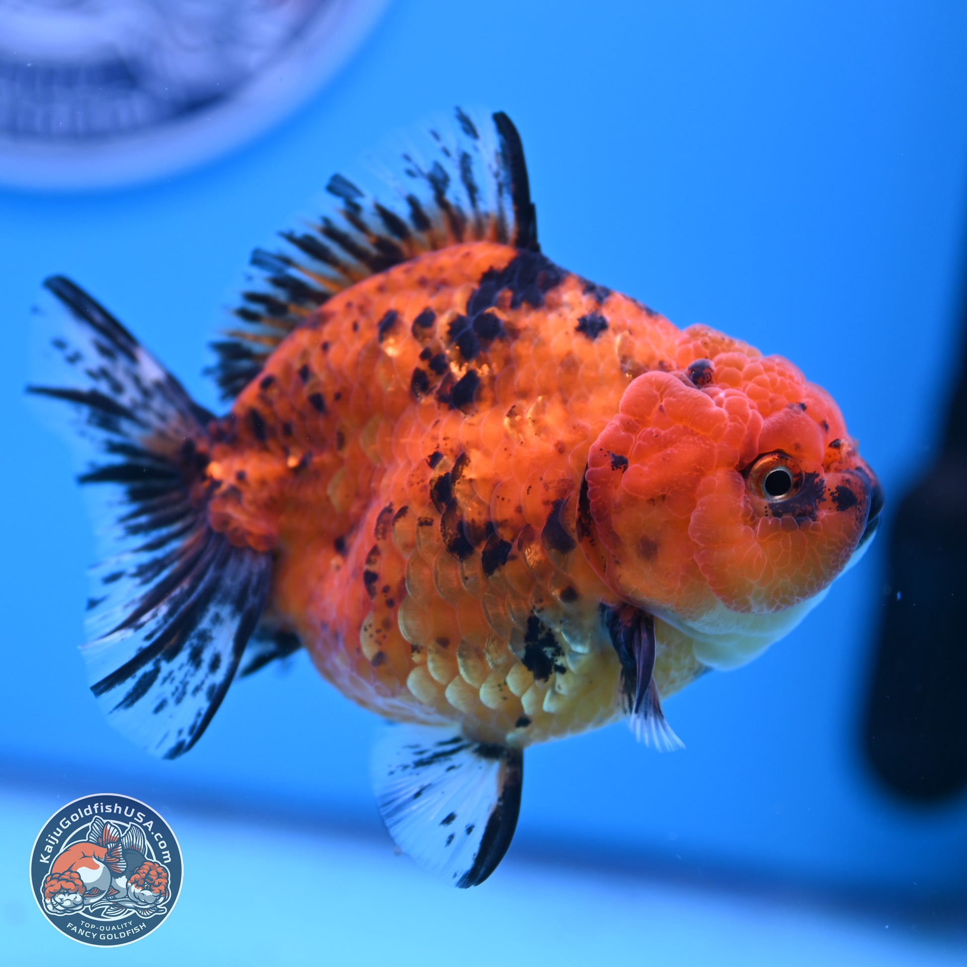 Shogun Tiger YuanBao Oranda 3.5in Body (240802_OR15) - Kaiju Goldfish USA