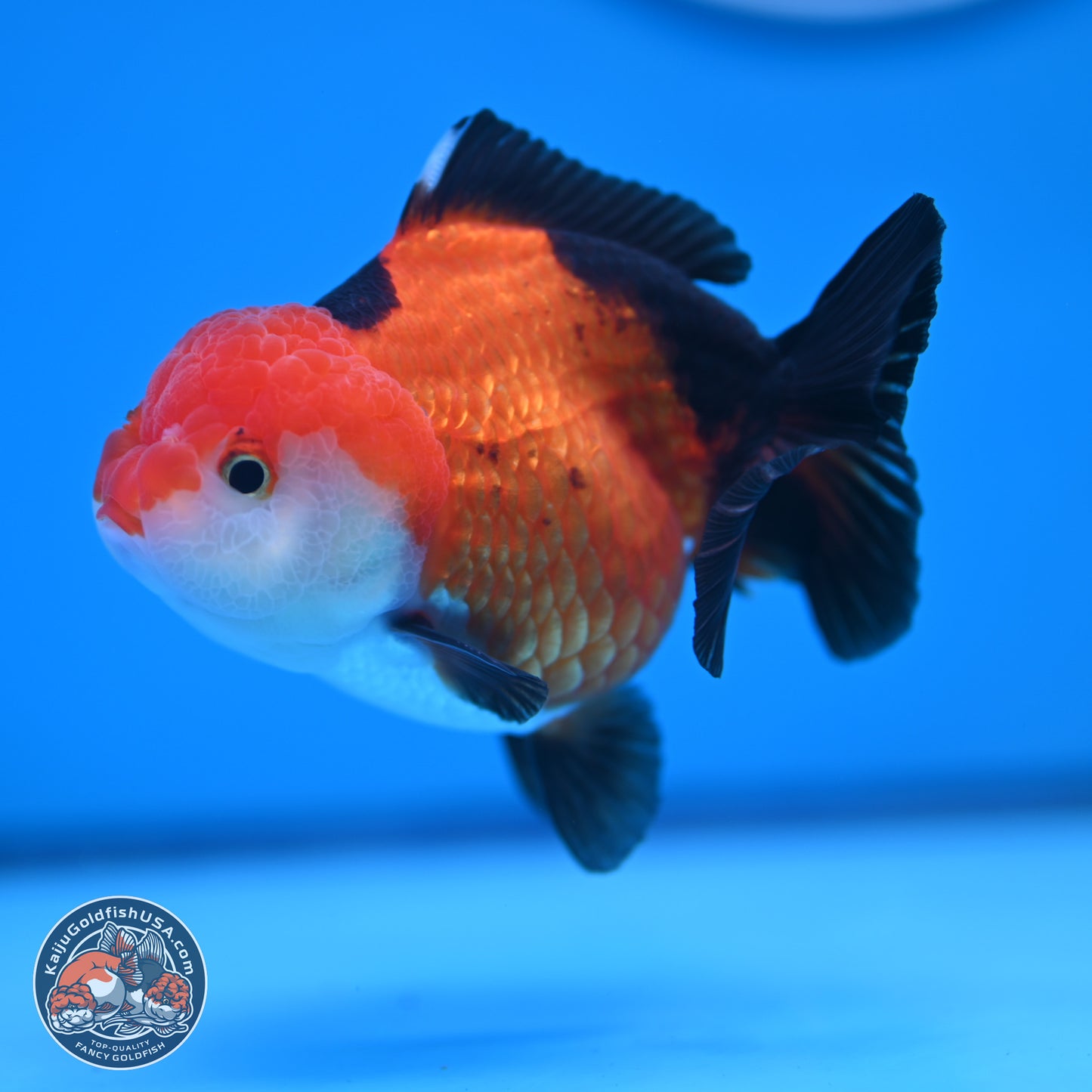 Tricolor Oranda 3.5-4 inches (241004_OR15) - Kaiju Goldfish USA