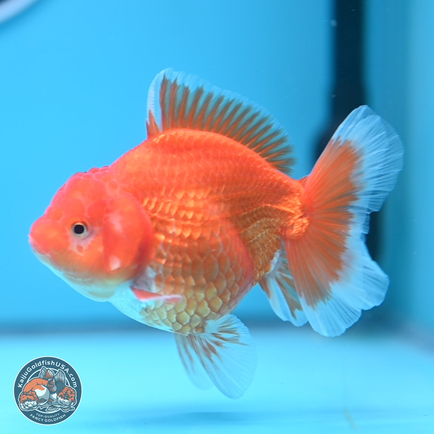 Classic Red YuanBao Oranda 4.5 inches - Female (241122_OR15) - Kaiju Goldfish USA