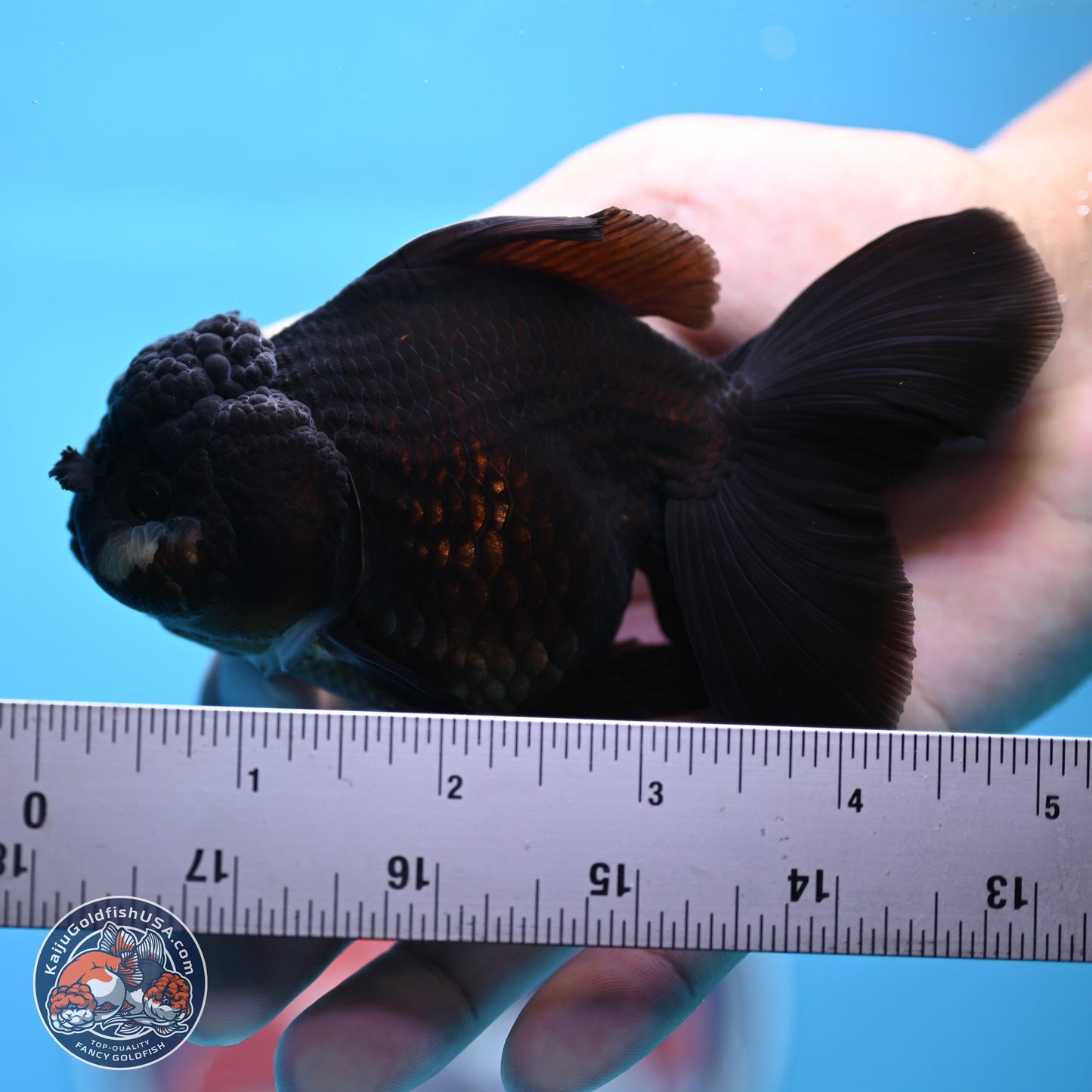 Black Rose Tail Oranda 3.5-5 inches (240913_OR15) - Kaiju Goldfish USA