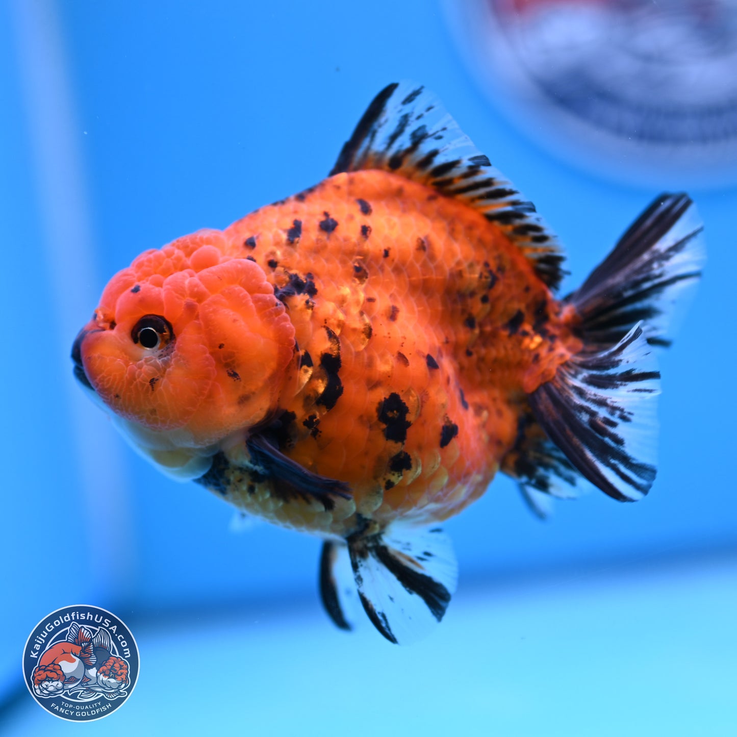 Shogun Tiger YuanBao Oranda 3.5in Body (240802_OR15) - Kaiju Goldfish USA